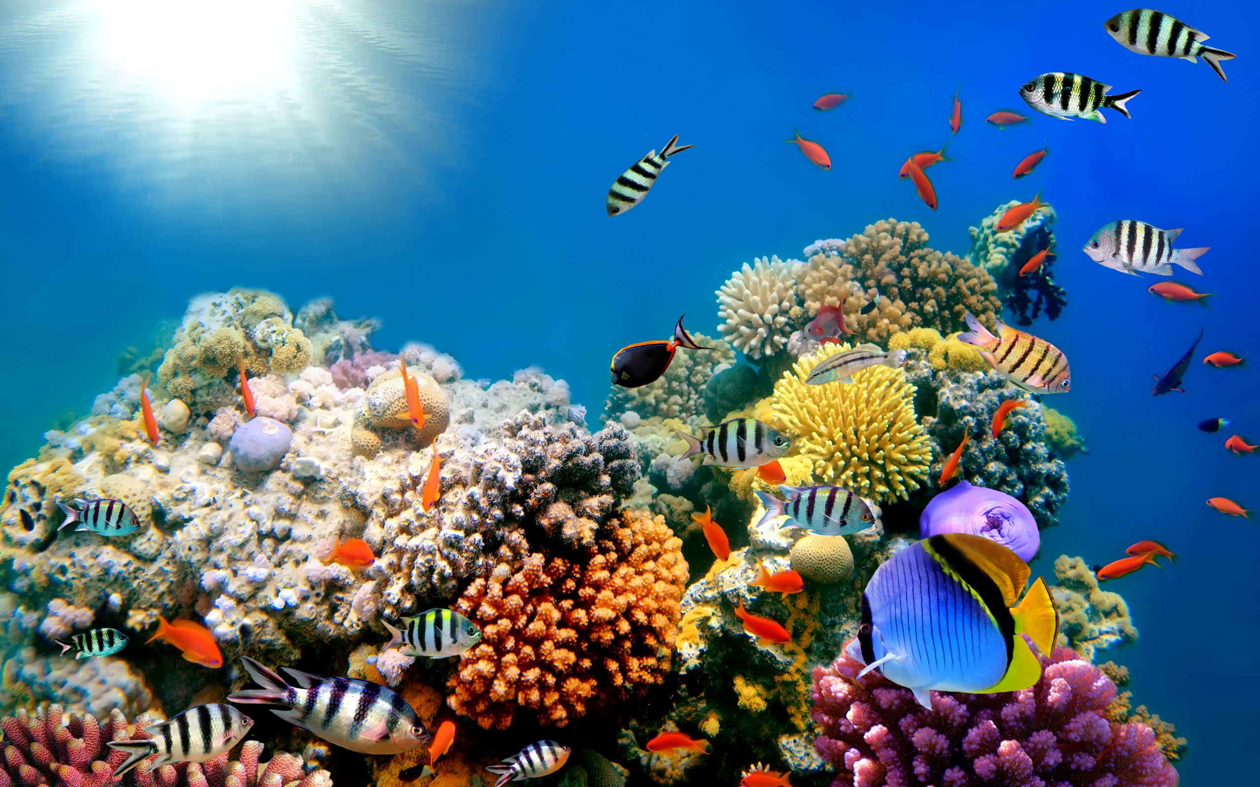 Download Free Fish Wallpapers - High Resolution Underwater Ocean - HD Wallpaper 