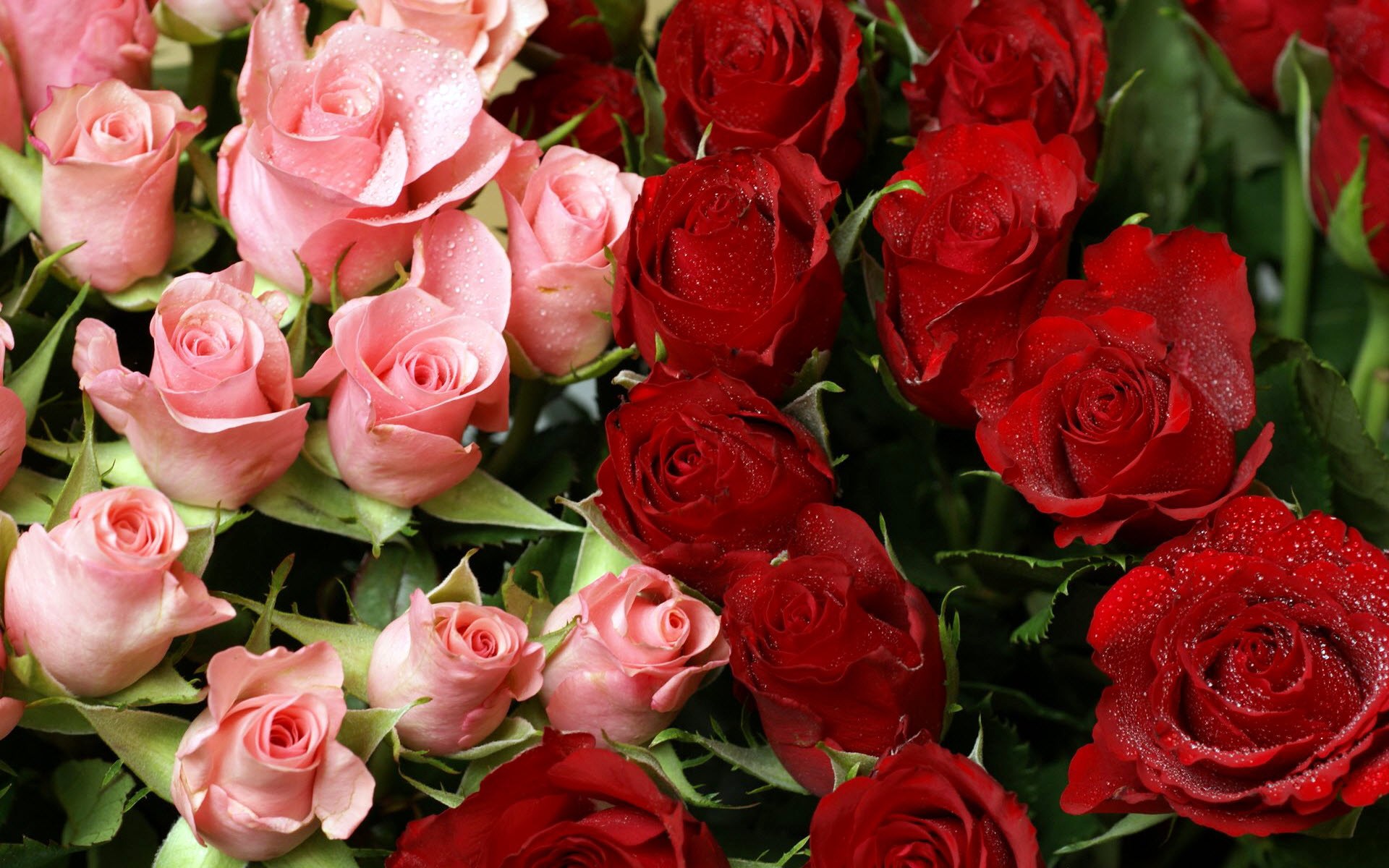 Pink & Red Roses Bouquet - Bouquet Of Rose Flowers - HD Wallpaper 