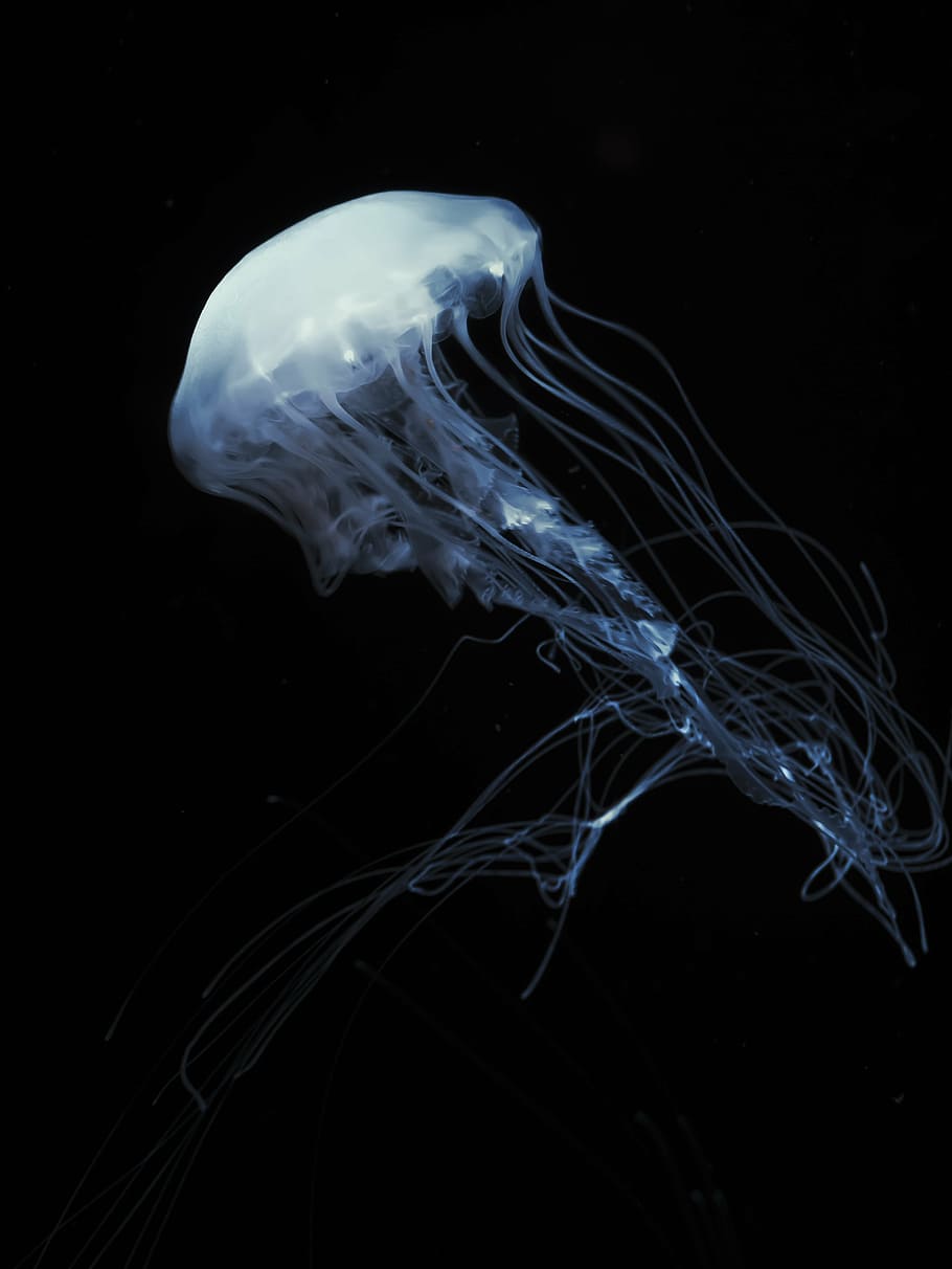 White, Jellyfish, Digital, Wallpaper, Jelly Fish, Jelly, - Trik Vape Bulat - HD Wallpaper 