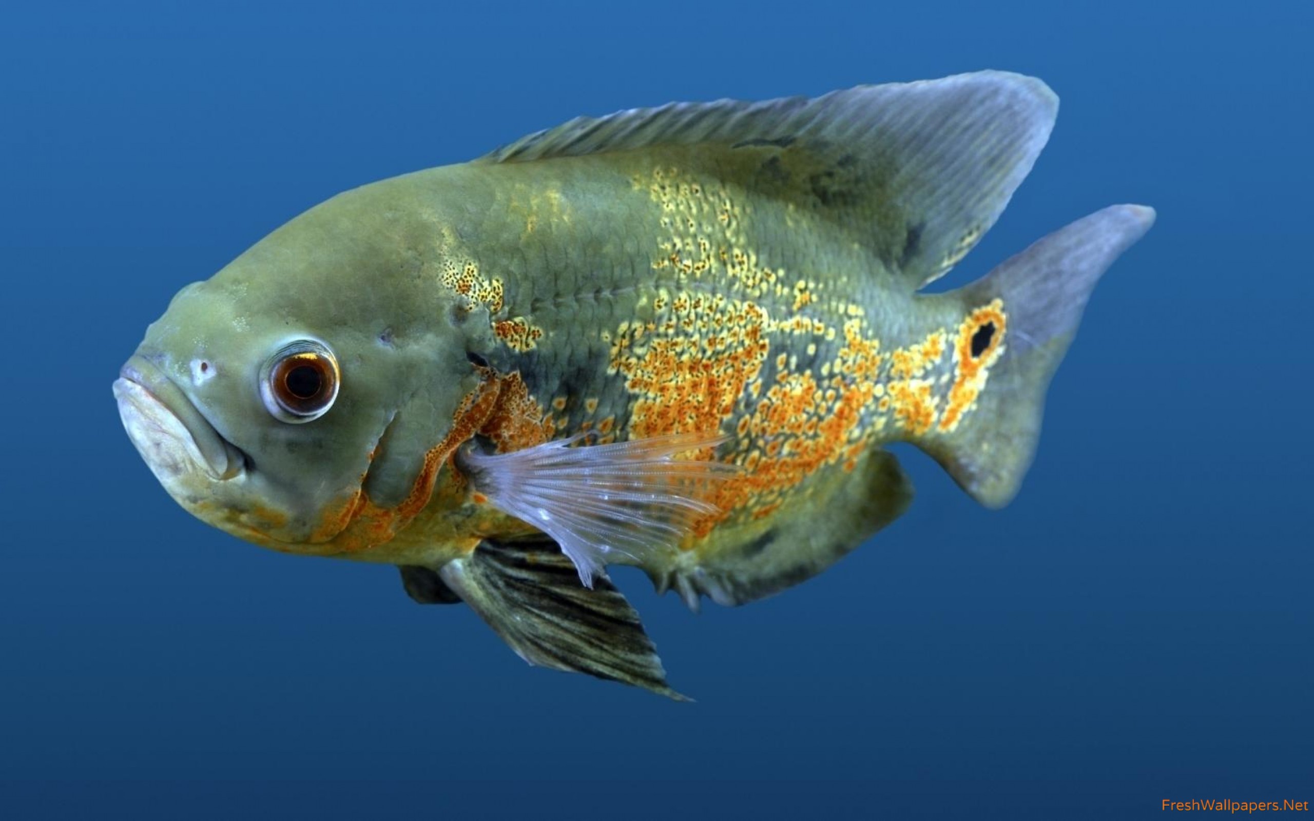 Fish - HD Wallpaper 