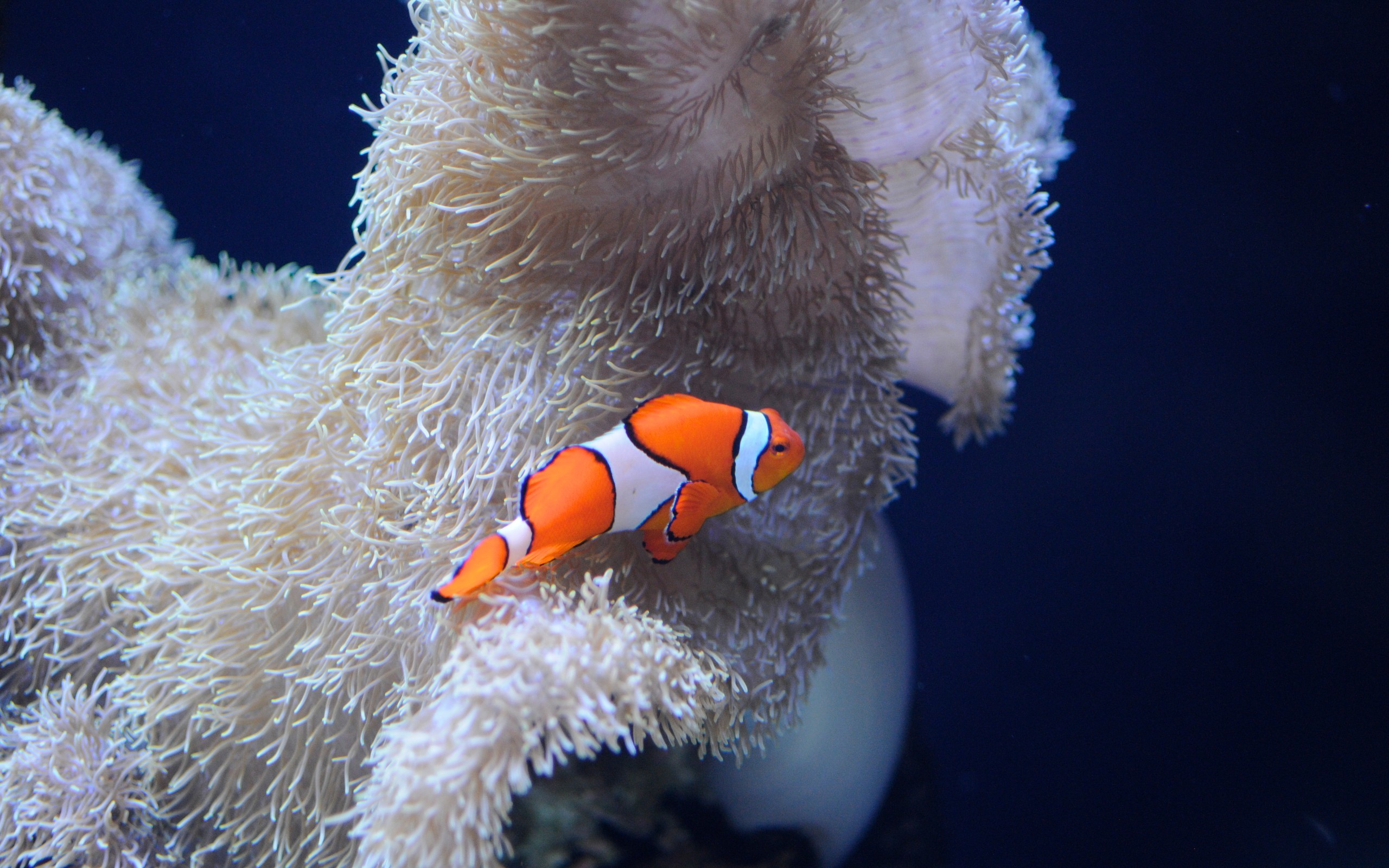 Clown Fish Swimming New Wallpaper Wallpaper 
 Data-src - Clownfish Background - HD Wallpaper 