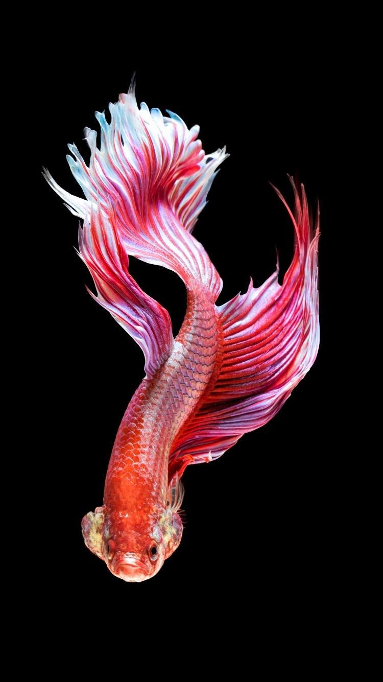 Marine Biology - HD Wallpaper 