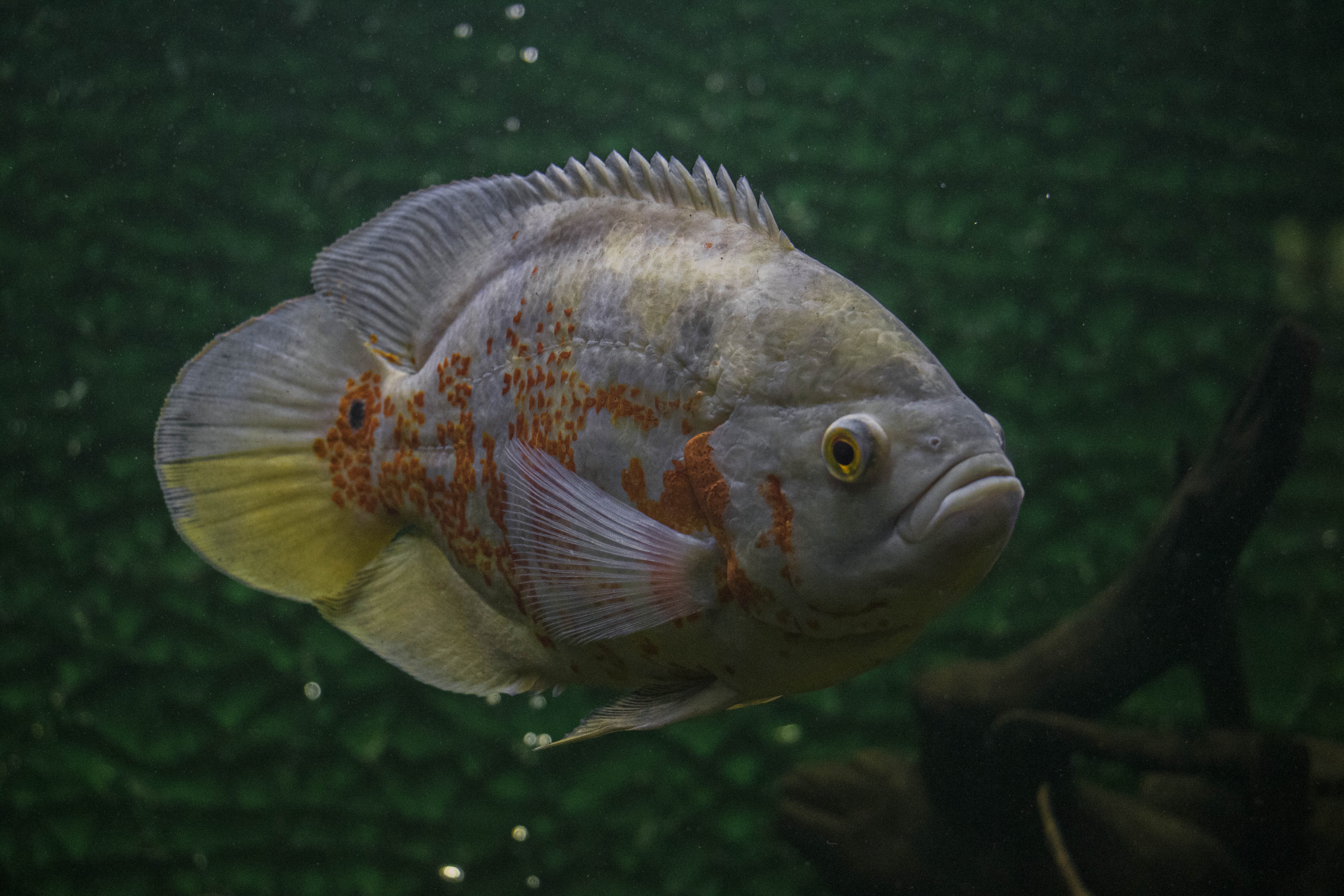 Scales On Oscar Fish - HD Wallpaper 