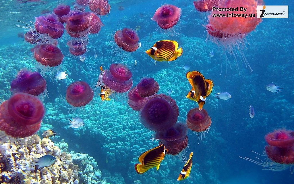 Underwater Hd - HD Wallpaper 