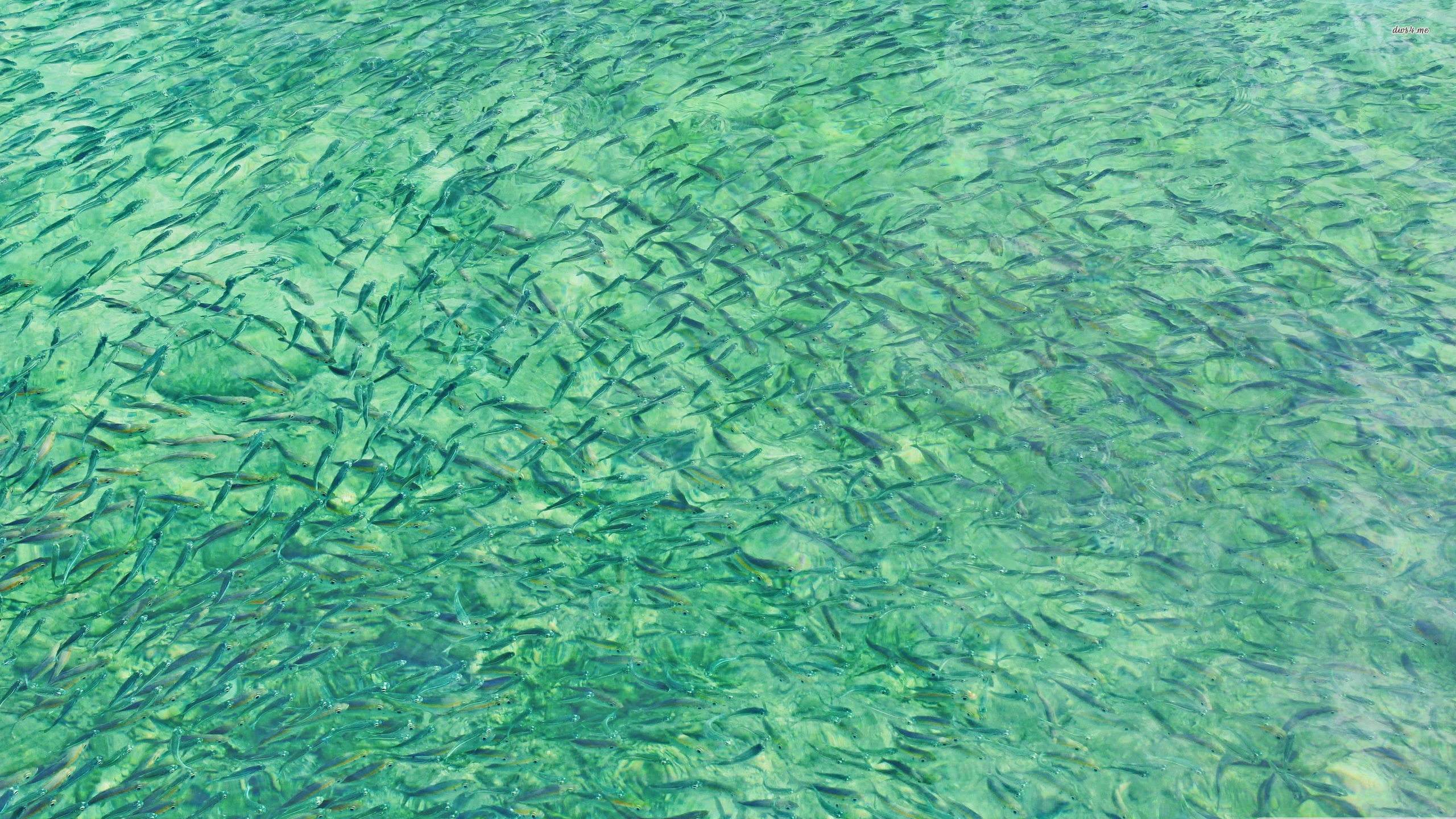 Swimming Fish Wallpaper - HD Wallpaper 
