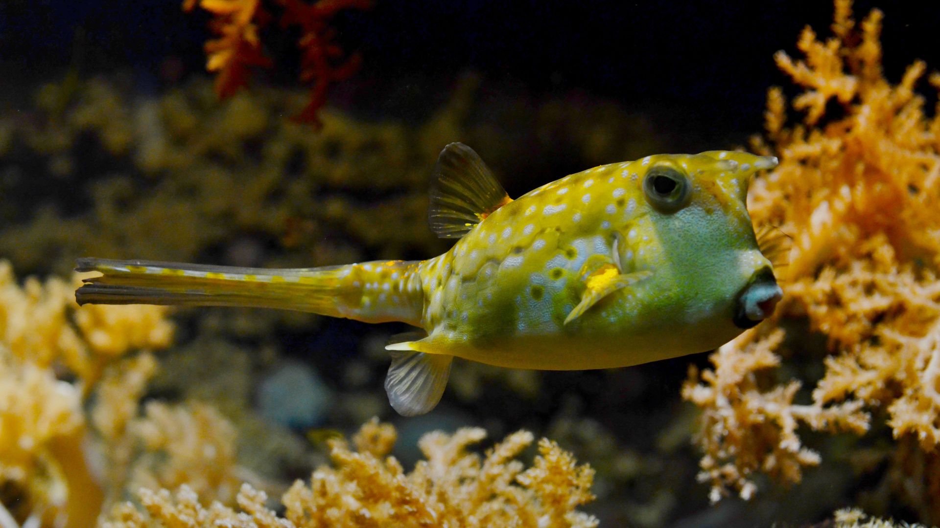 Pufferfish - HD Wallpaper 