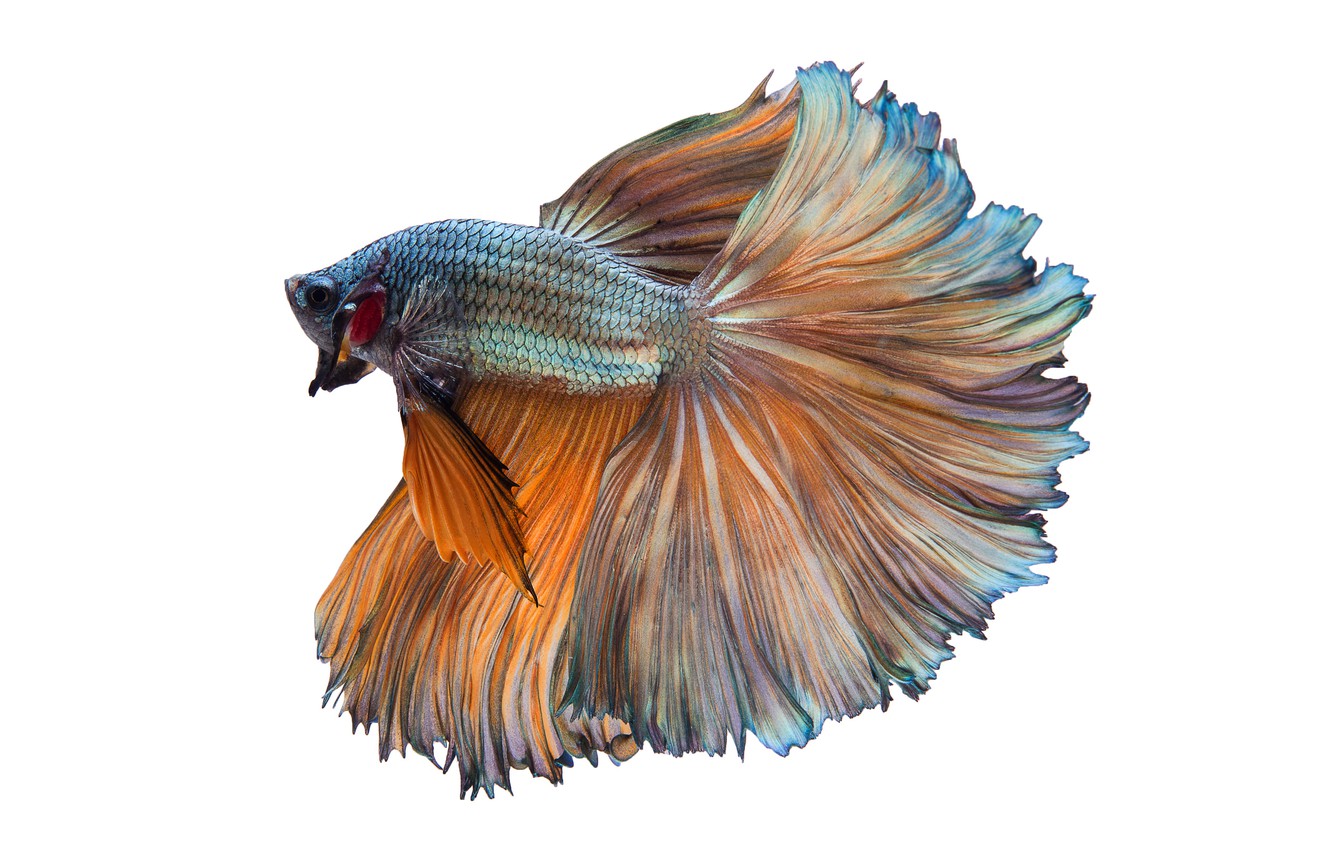 Photo Wallpaper White, Orange, Fish, Betta - Invertebrate - HD Wallpaper 
