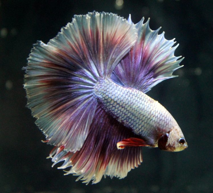 Siamese Fighting Fish Tropical - HD Wallpaper 