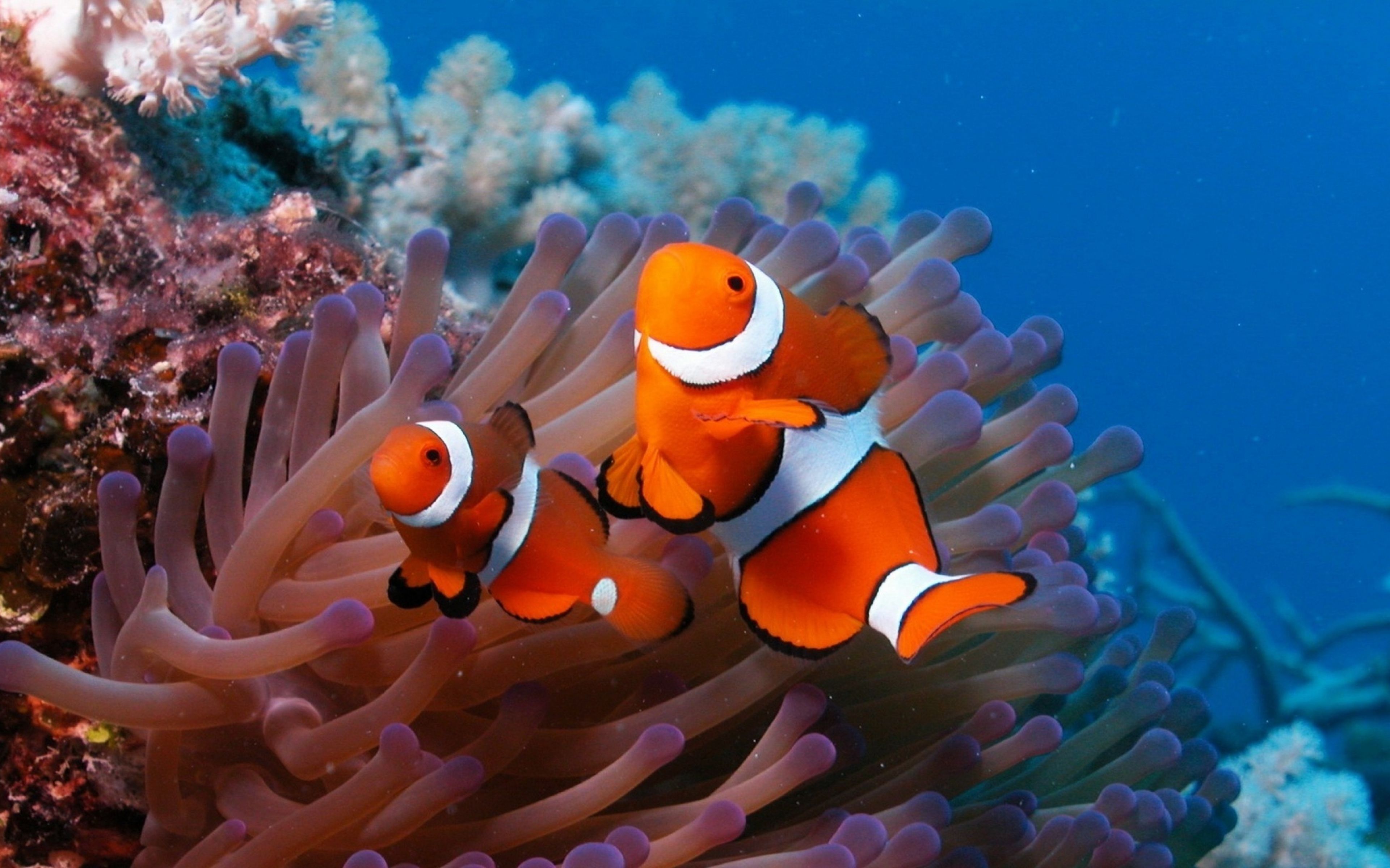 Coral Reef - HD Wallpaper 