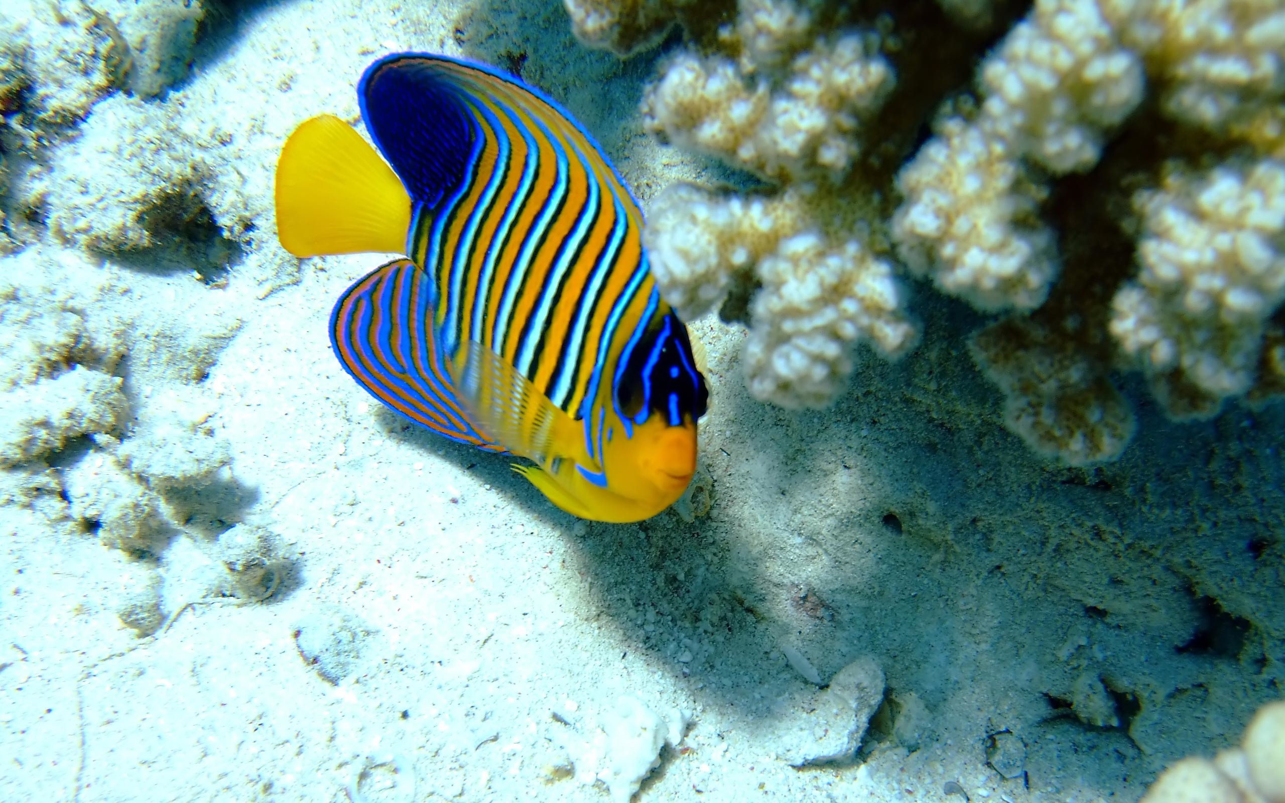 Sea Fish Hd Wallpaper 
 Data-src - Best Sea Animal Wallpaper Hd - HD Wallpaper 