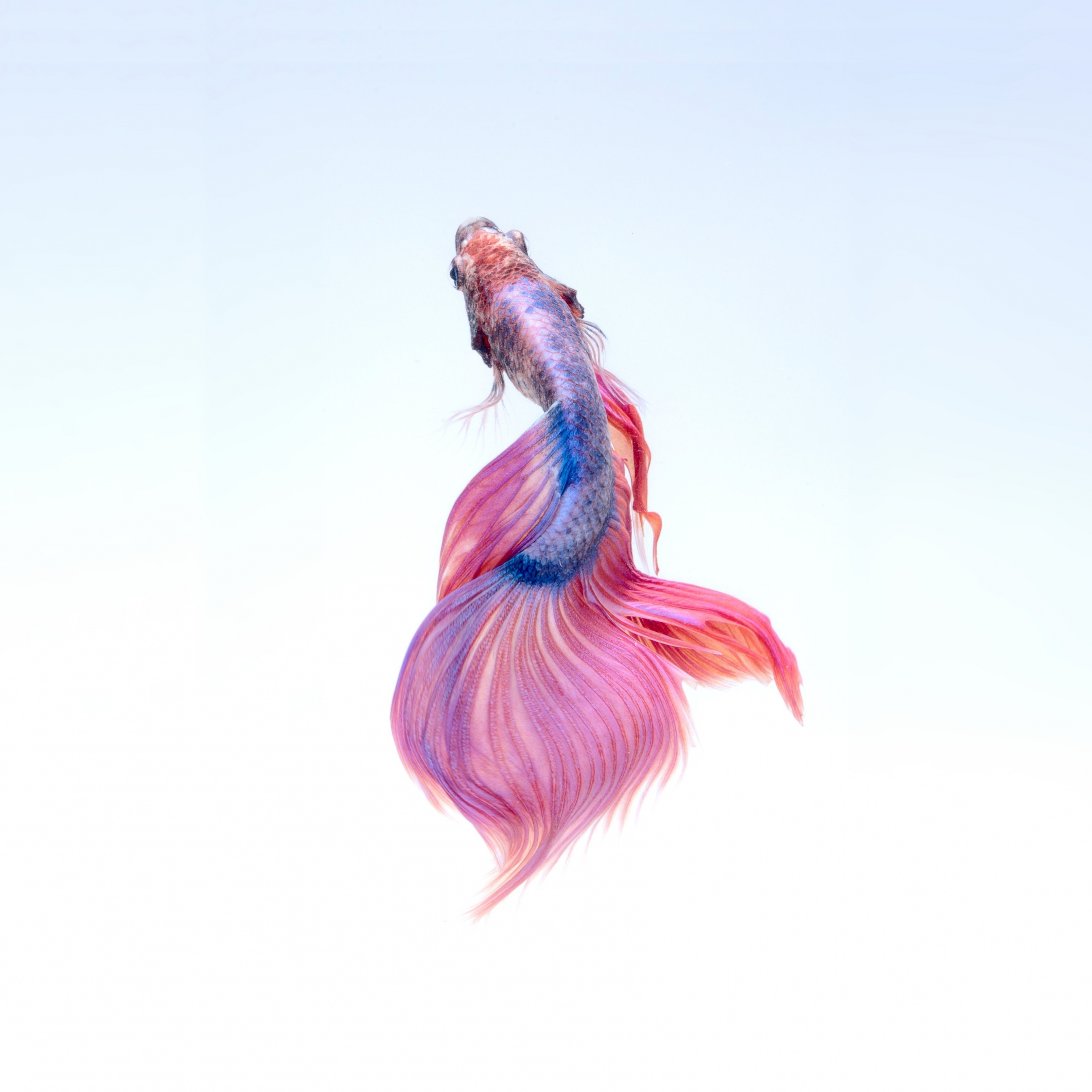 Colorful, Betta Fish, Minimal, Wallpaper - Betta Fish Illustration - HD Wallpaper 