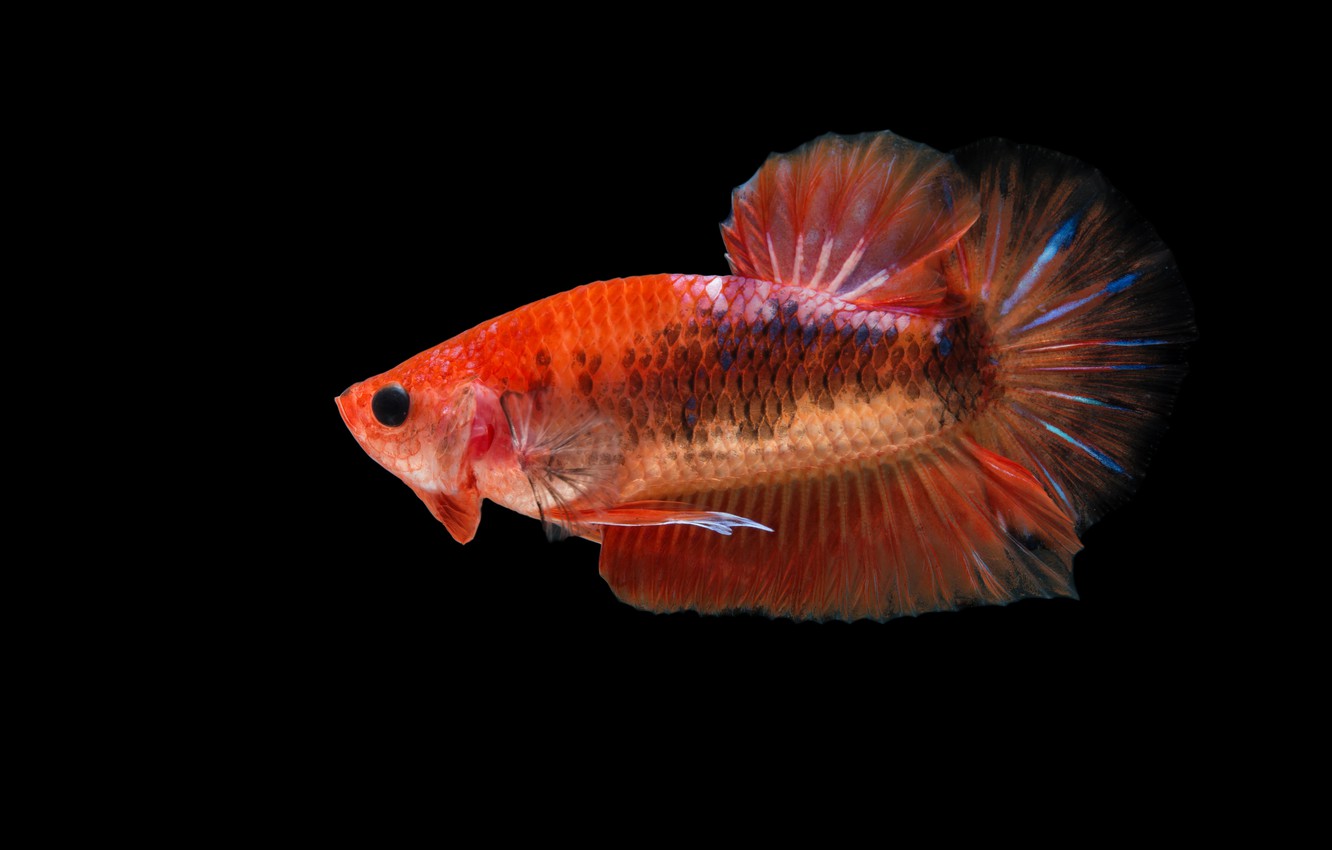 Photo Wallpaper Red, Fish, Betta - Feeder Fish - HD Wallpaper 