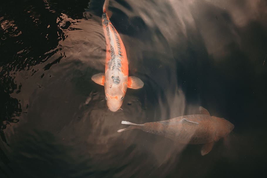 United Kingdom, London, Holland Park, Follw, Follow, - Feeder Fish - HD Wallpaper 