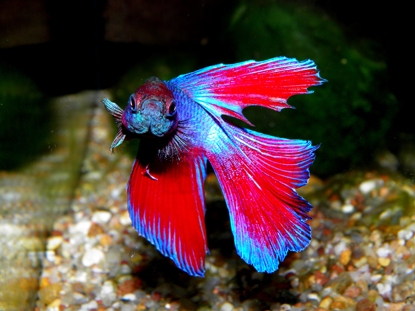 Fondo De Pantalla Pez Betta - HD Wallpaper 