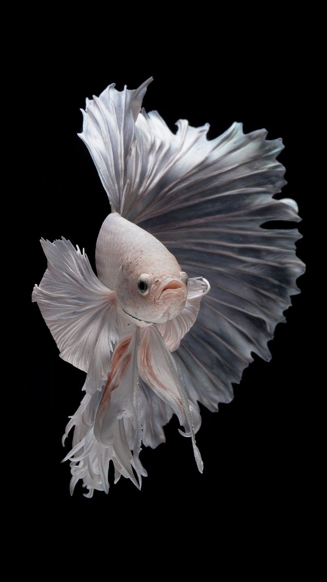 betta white fish