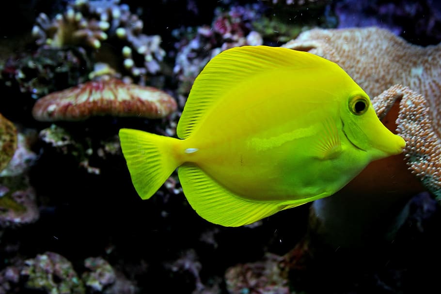 Fish Fish Swimming Near Coral, Yellow Tang, Saltwater, - Zebrasoma Flavescens - HD Wallpaper 