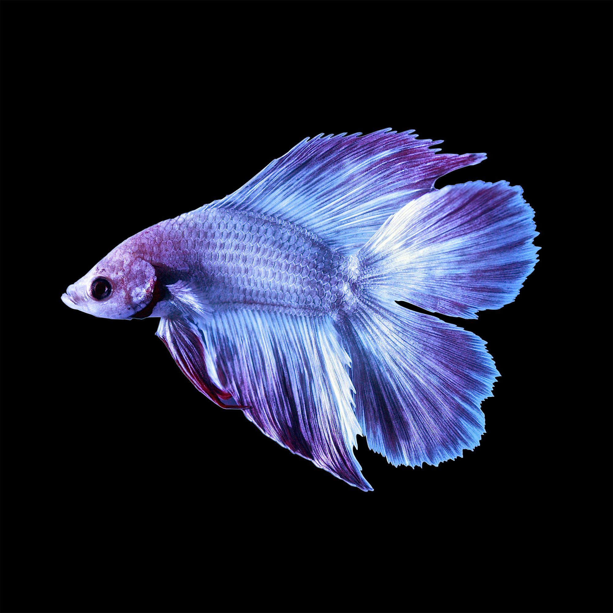 Betta Hd Wallpapers, Desktop Wallpaper - Fighting Fish - HD Wallpaper 