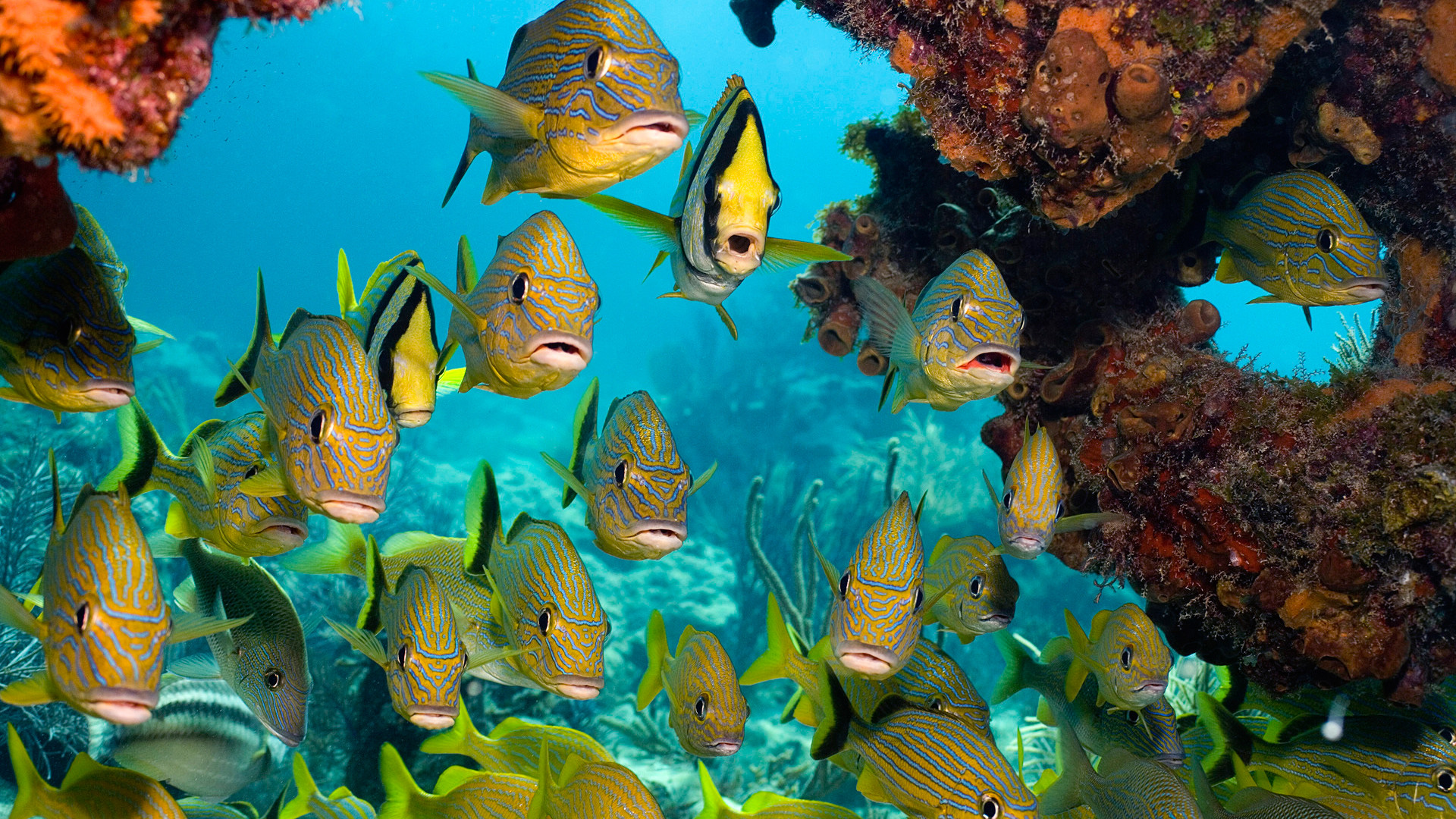 Ocean Fish Pictures Wallpapers Hd Desktop Wallpapers - Raja Ampat Indonesia Tiburonea - HD Wallpaper 
