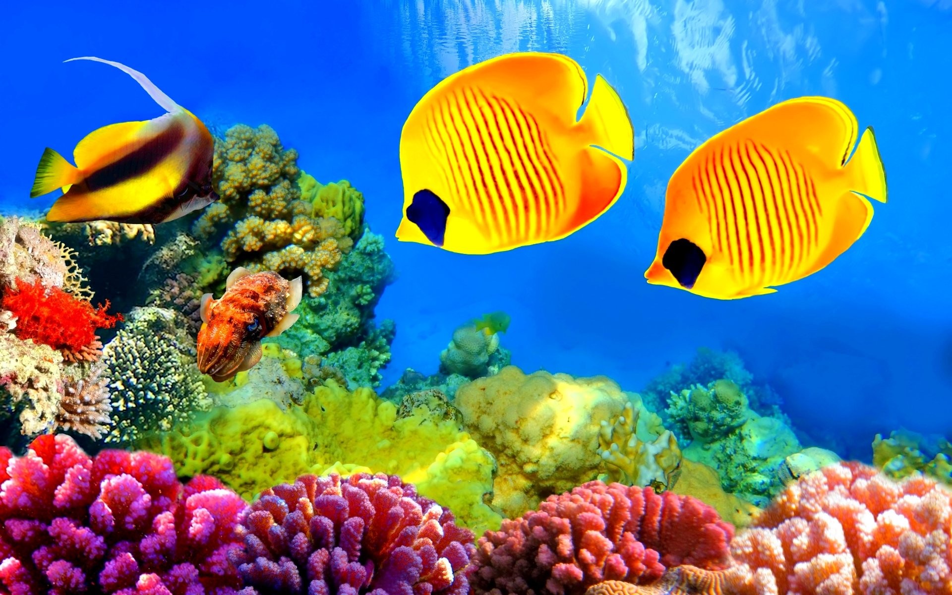 Great Barrier Reef - HD Wallpaper 