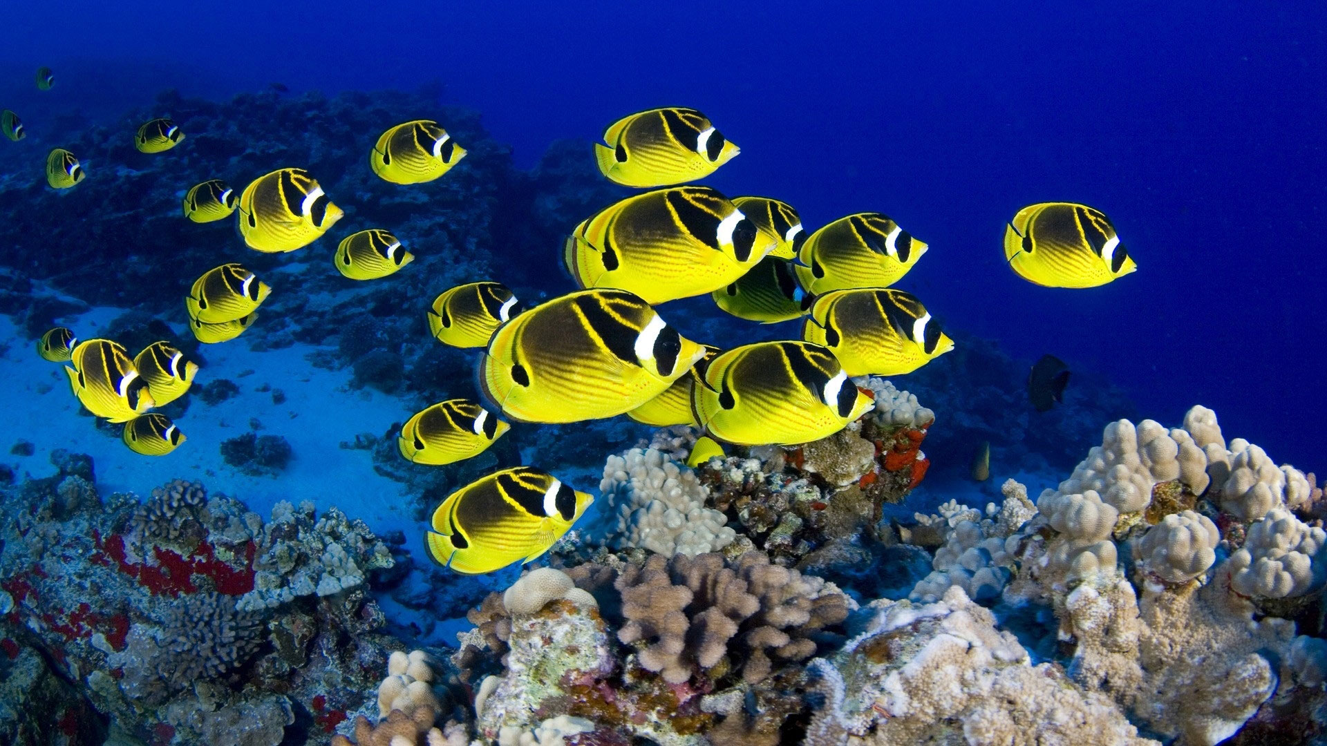 Top 50 Beautiful Fish Photos Colorful Exotic Fish Hd - Sea Fish Wallpaper Desktop - HD Wallpaper 