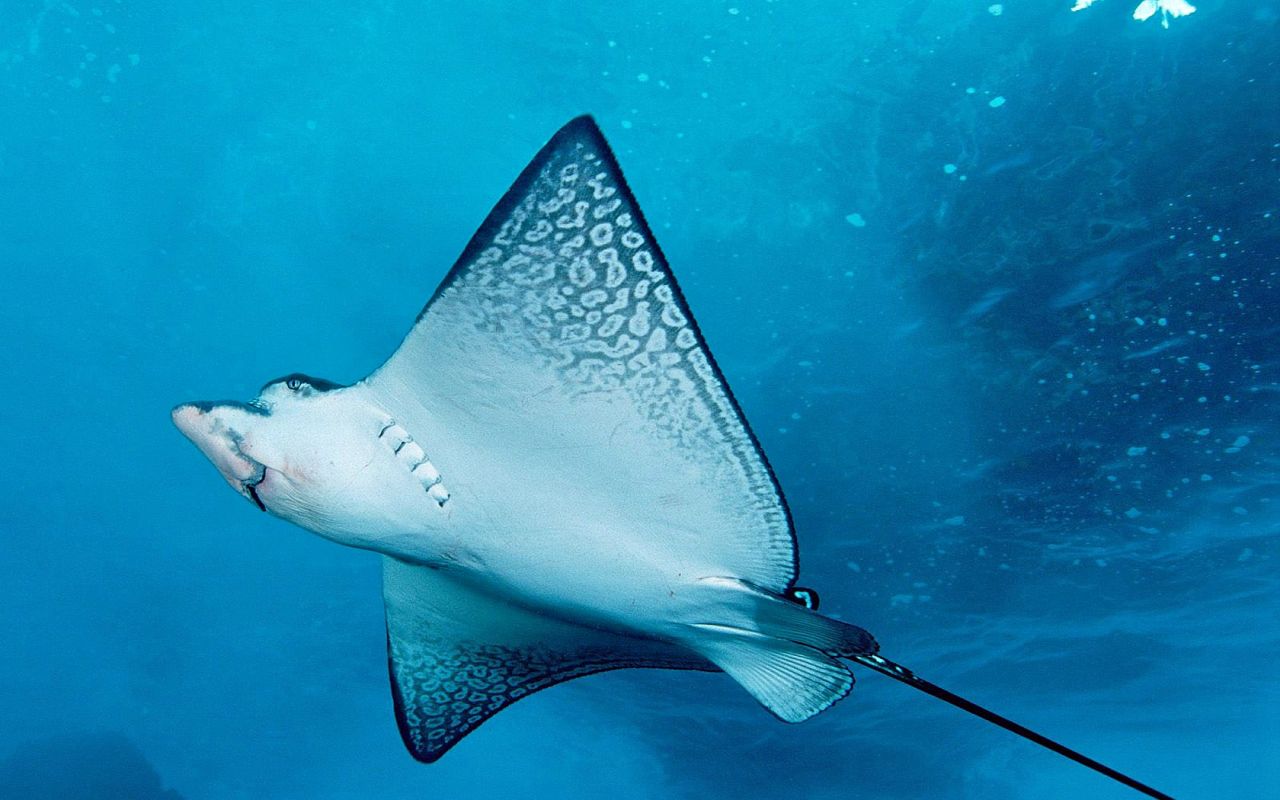 Ray Sting - HD Wallpaper 