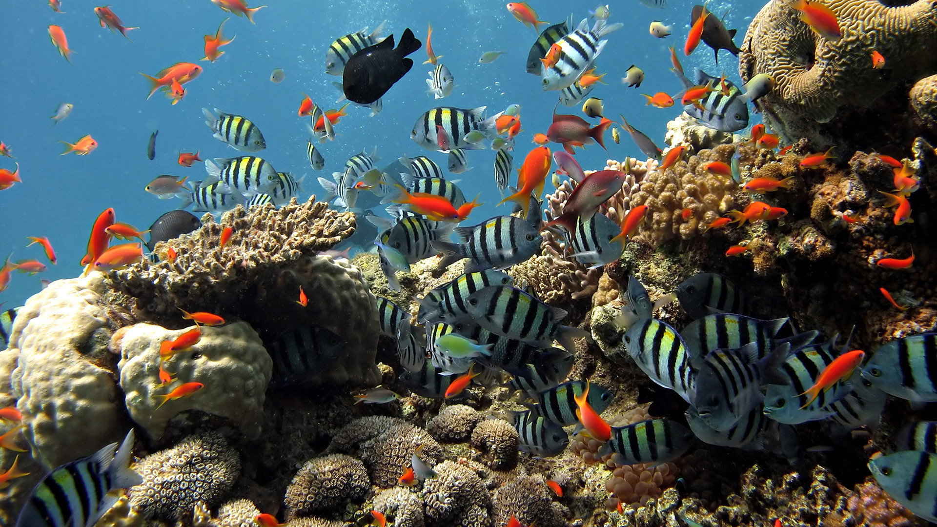 Sea Fish Wallpaper - HD Wallpaper 