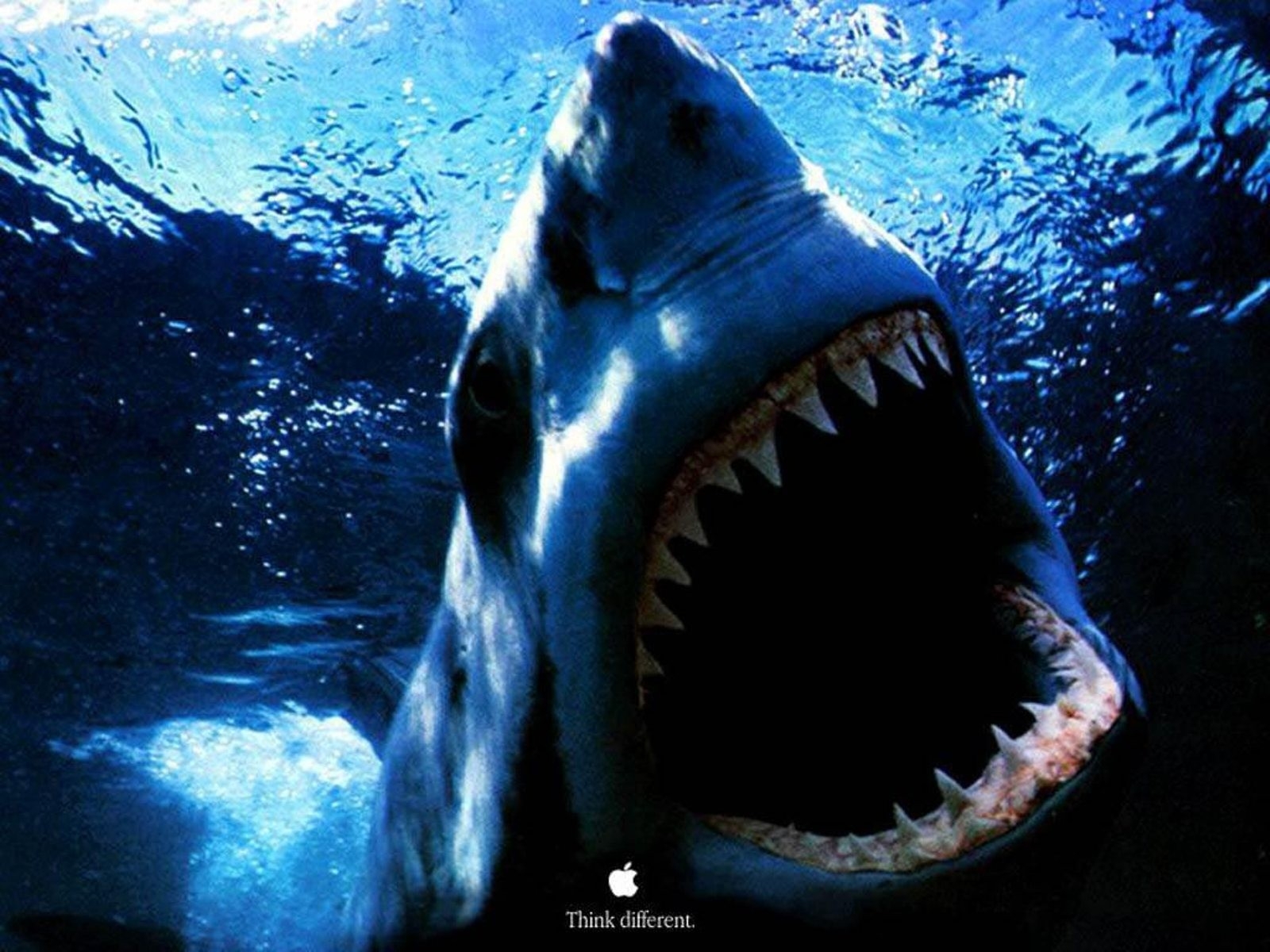 Under The Ocean Shark - HD Wallpaper 