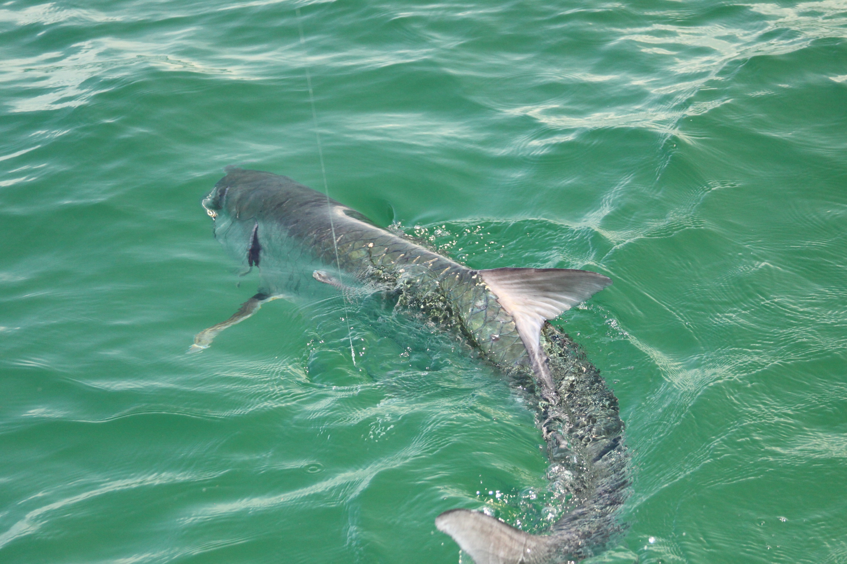 Swimming Tarpon Wallpaper - Shark - HD Wallpaper 