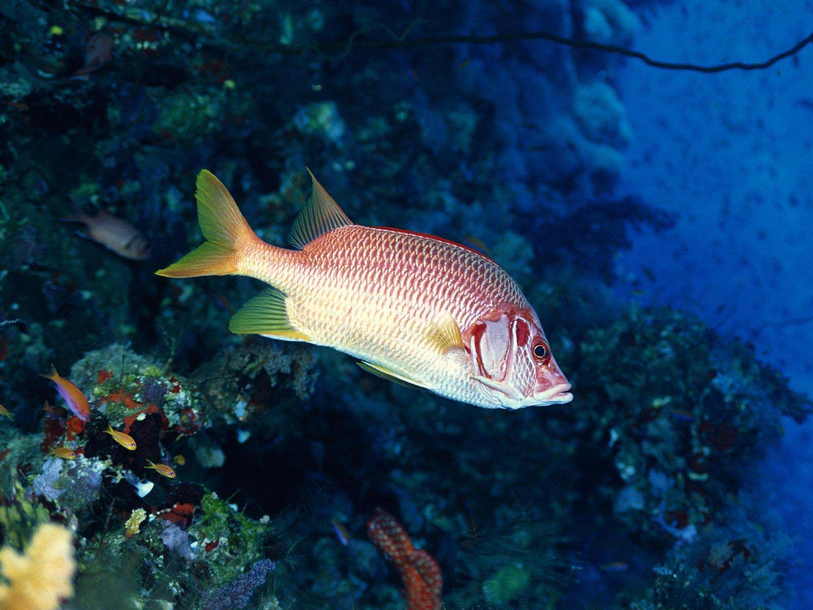 Beautiful Fish In Sea Wallpaper - High Resolution Fish - HD Wallpaper 