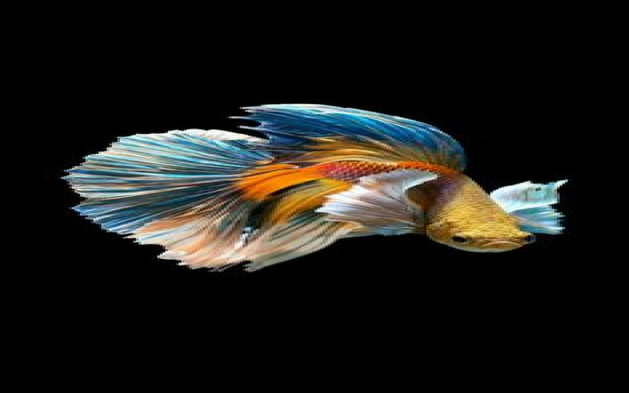 Iphone 6s Betta Wallpaper - Betta Splendens - HD Wallpaper 