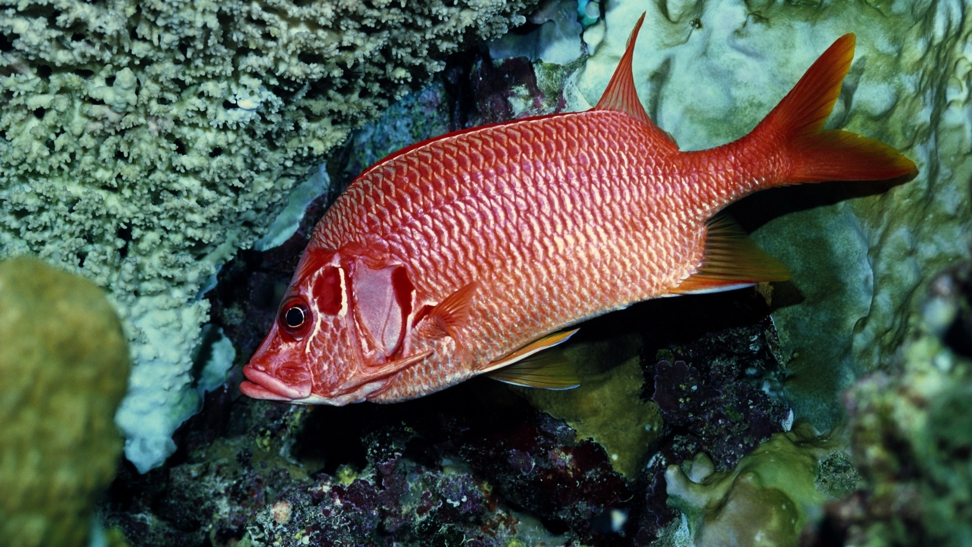 1920x1080, Get The Latest Red Fish, Swim, Underwater - Red Fish - HD Wallpaper 