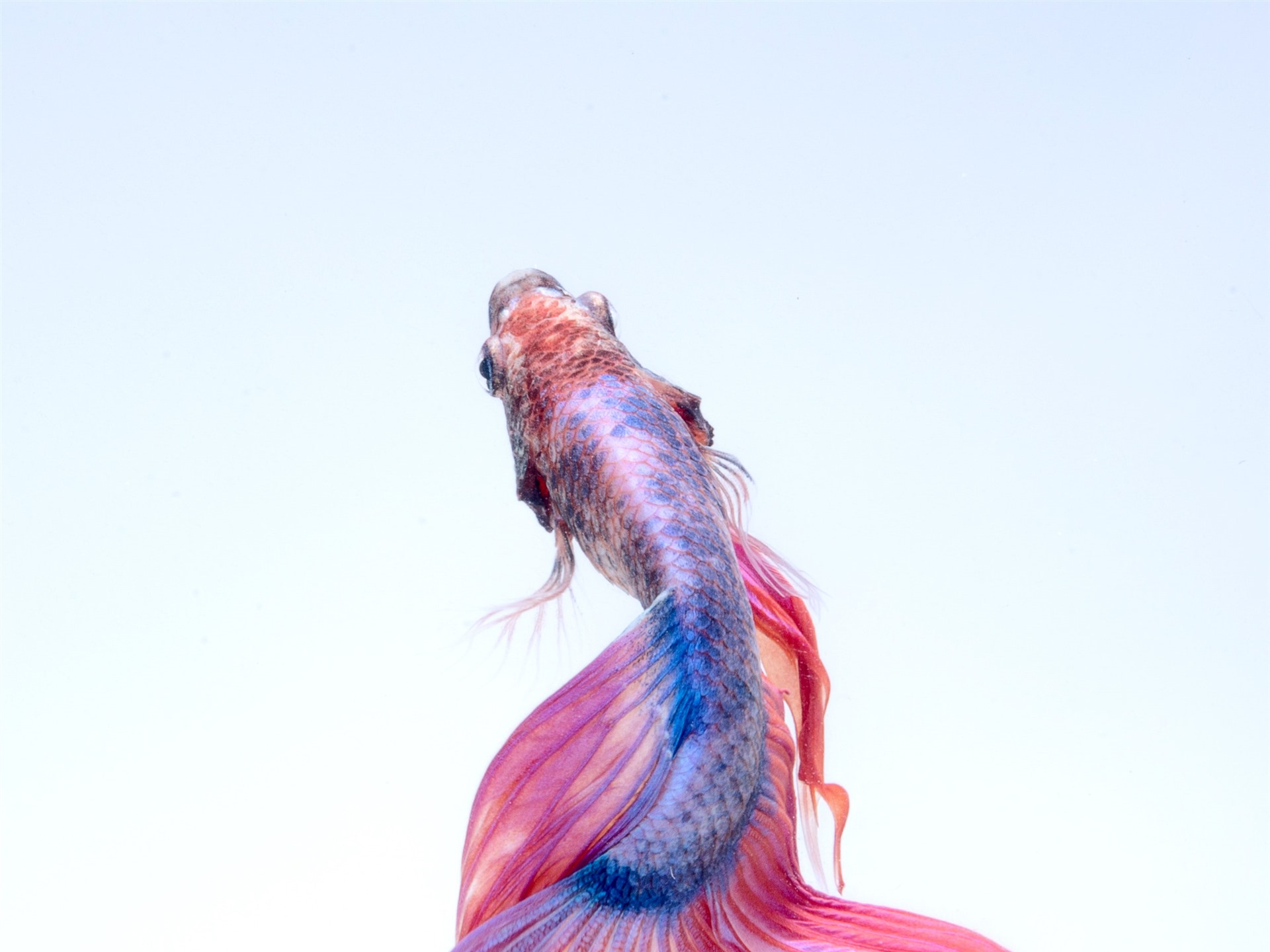 Wallpaper Beautiful Fish, White Background - Betta Fish - HD Wallpaper 