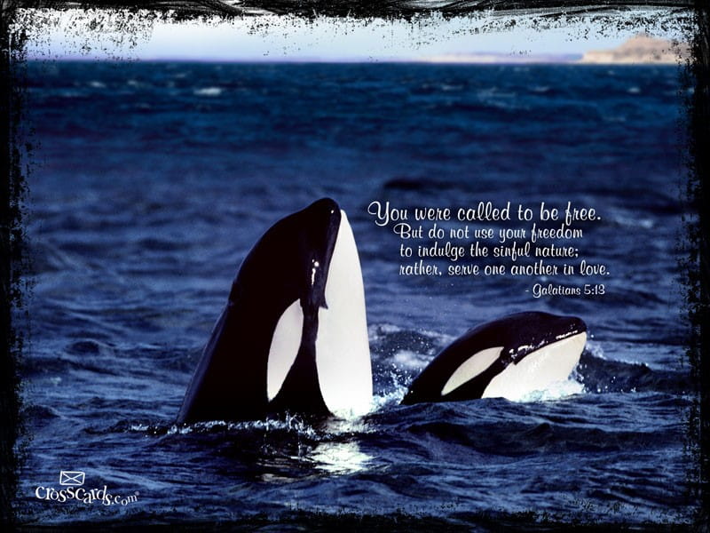 Galatians 5 - - Bible Verse On Killer Whale - HD Wallpaper 
