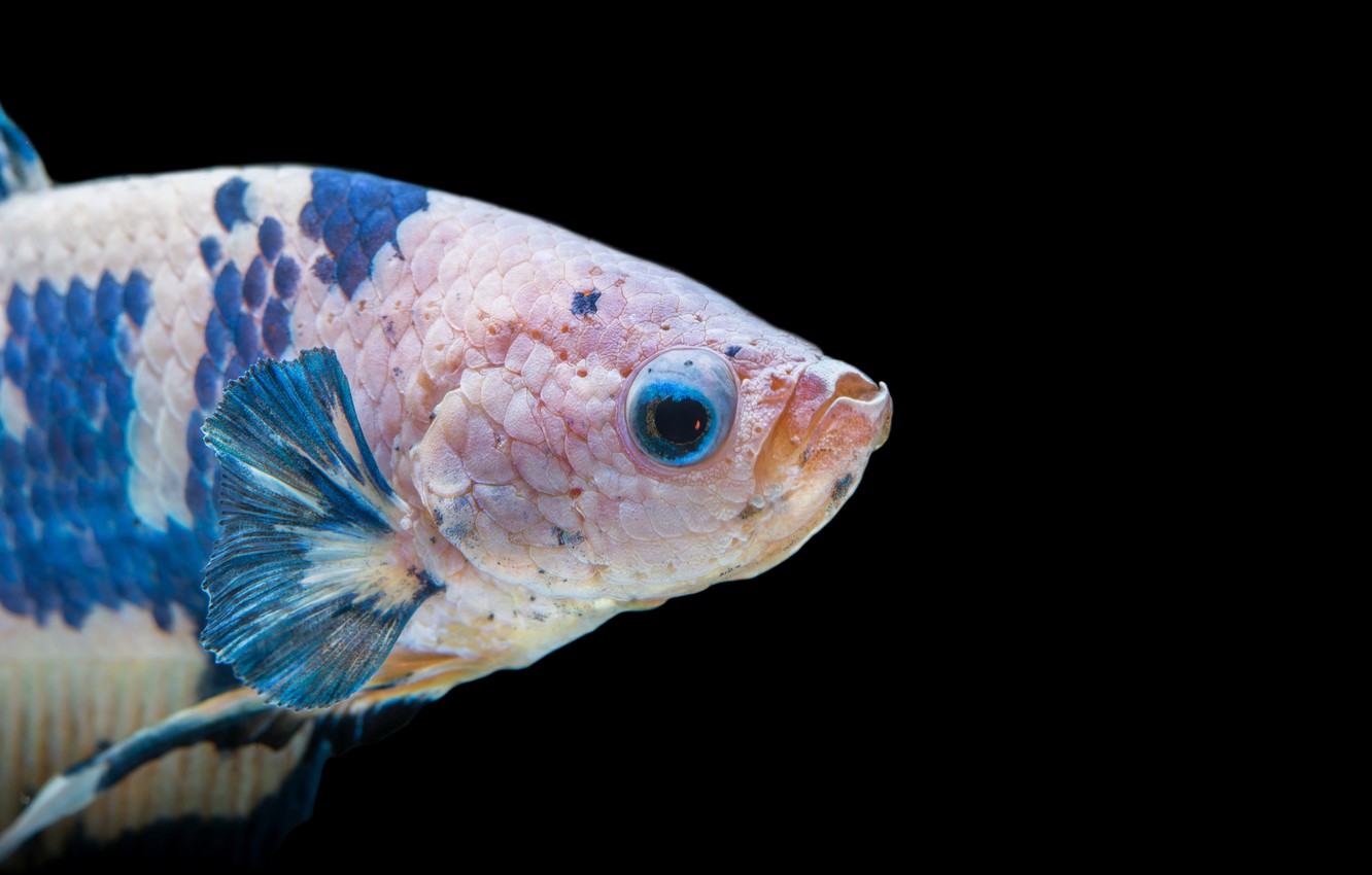Photo Wallpaper White, Blue, Fish, Betta - Marine Biology - HD Wallpaper 
