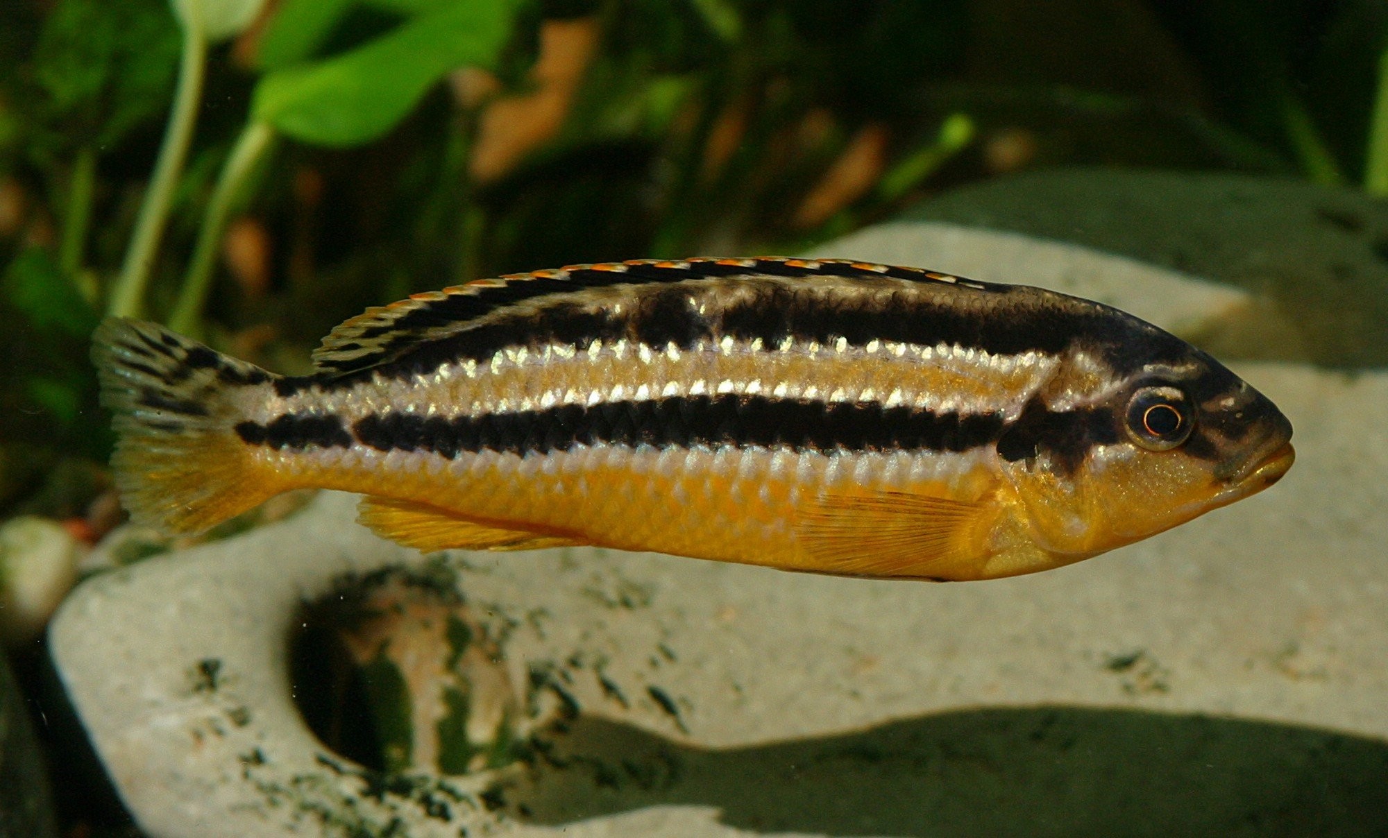 Auratus Cichlid Male - HD Wallpaper 