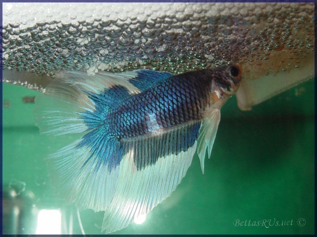 Bettasrus Wallpaper09 - Marine Biology - HD Wallpaper 