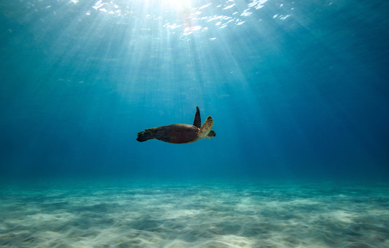 Photo Wallpaper The Ocean, Turtle, Blue Water, Swimming, - Underwater - HD Wallpaper 