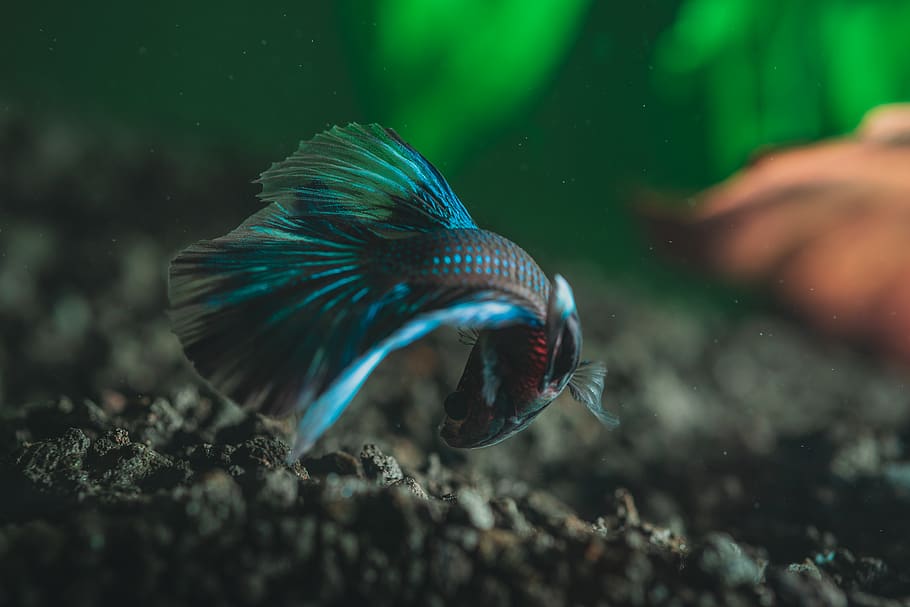 Selective Focus Photography Of Betta Fish, Animal Themes, - Stock Photography - HD Wallpaper 