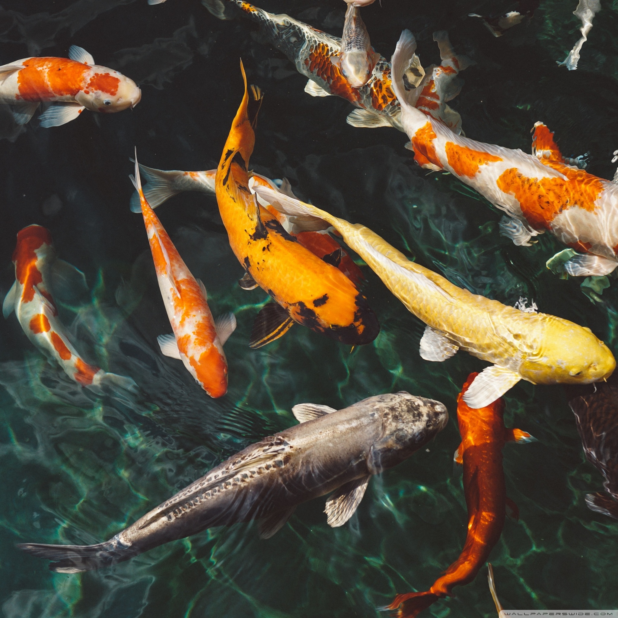 Koi Jigsaw - HD Wallpaper 
