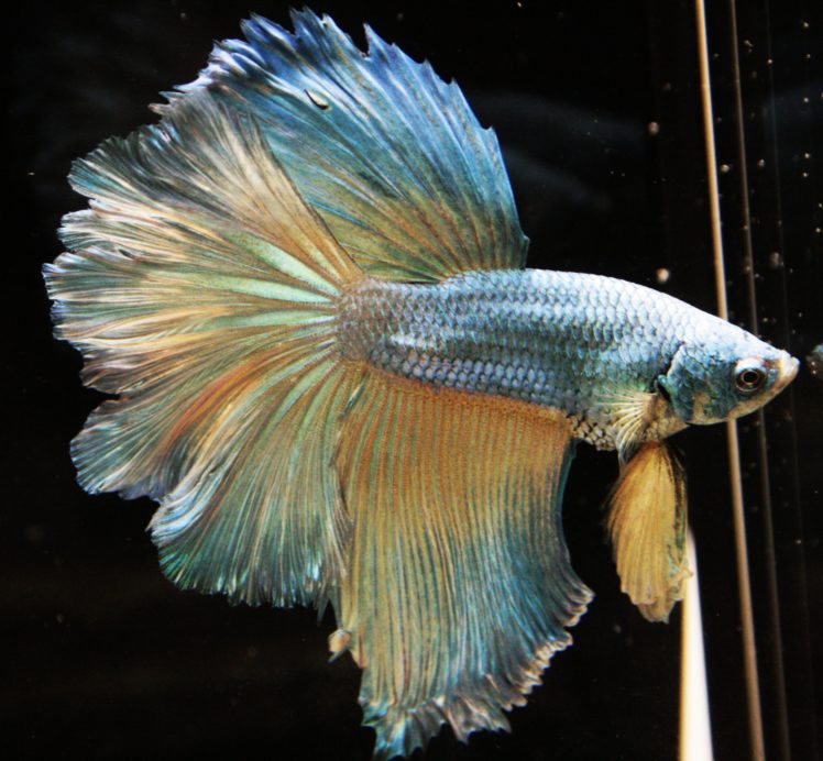 Ombre Fish - HD Wallpaper 