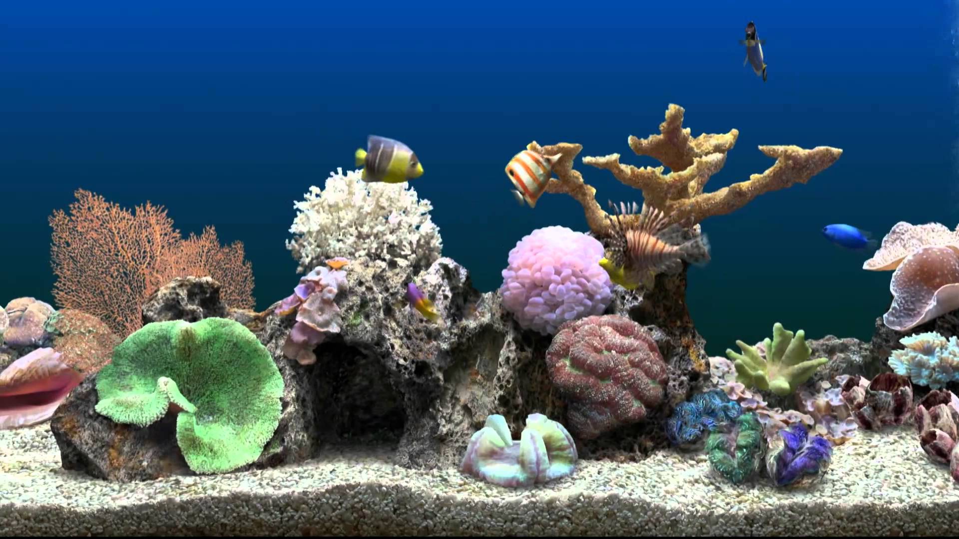 Virtual Fish Tank - HD Wallpaper 