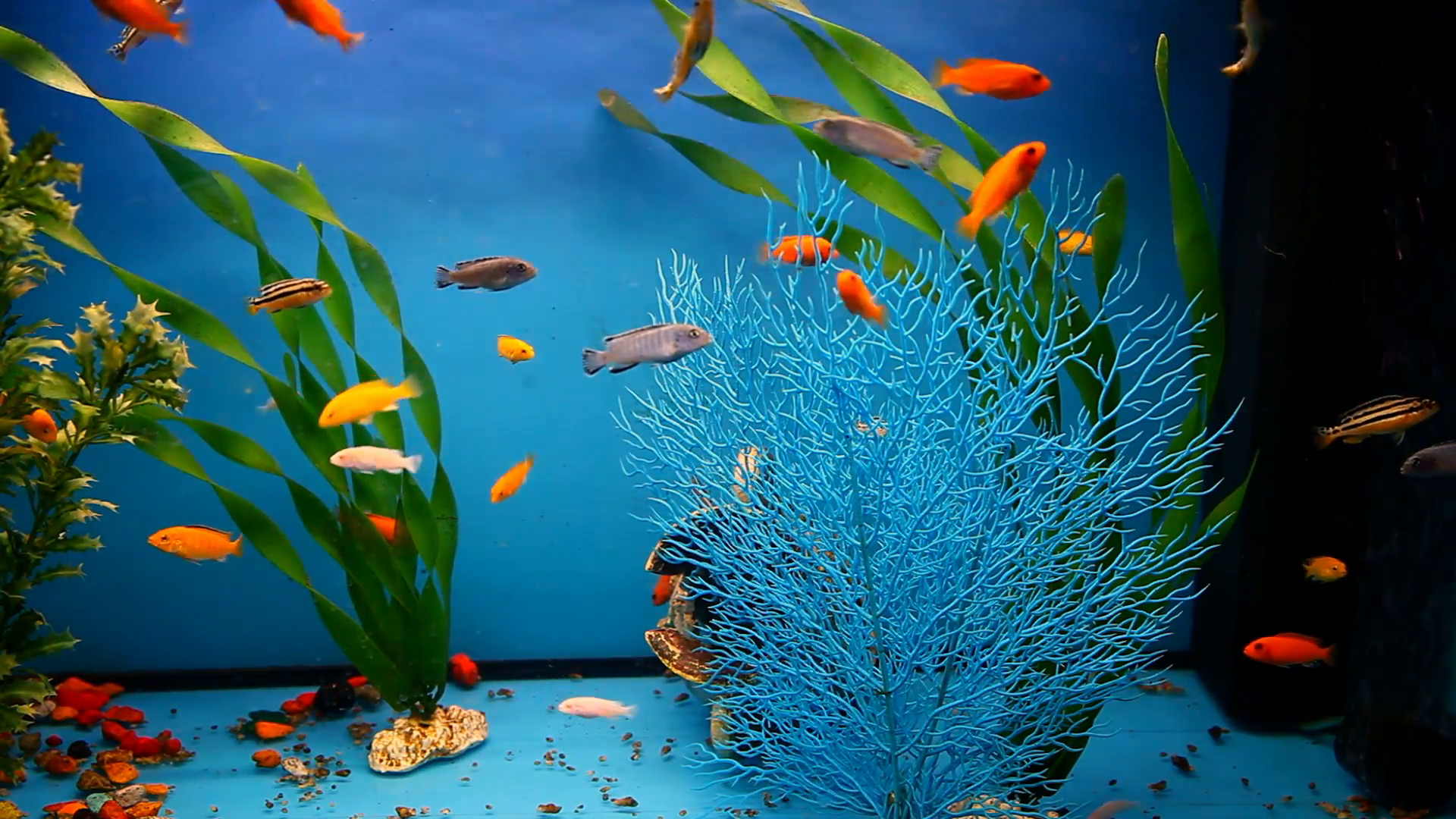 Aquarium Fish Photo 1920x1080 Wallpaper Teahub Io