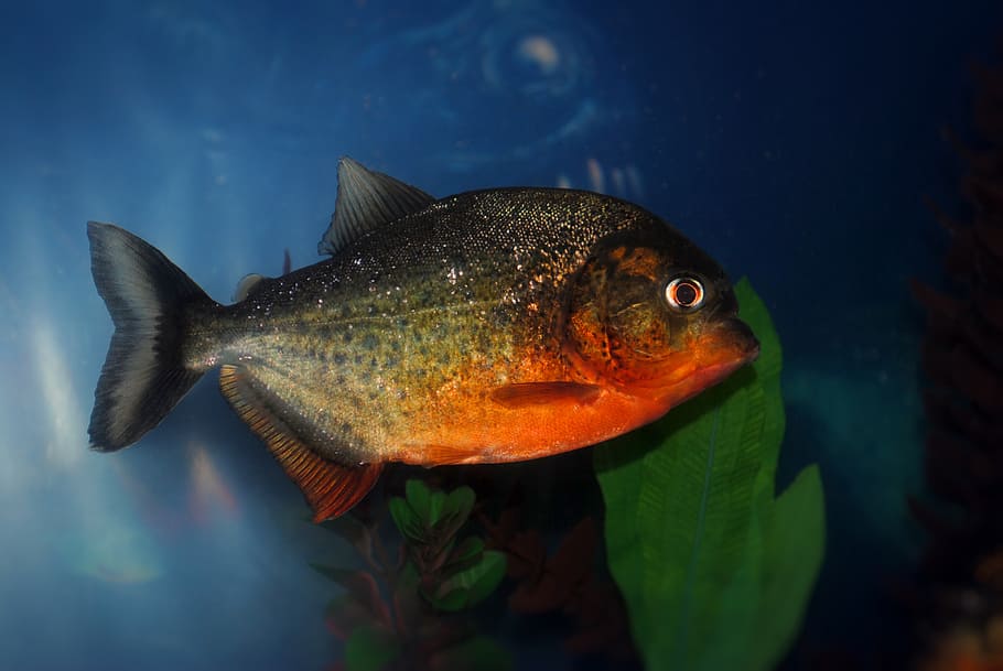 Piranha, Red Bellied, Fish, Tropical, Tank, Aquarium, - HD Wallpaper 