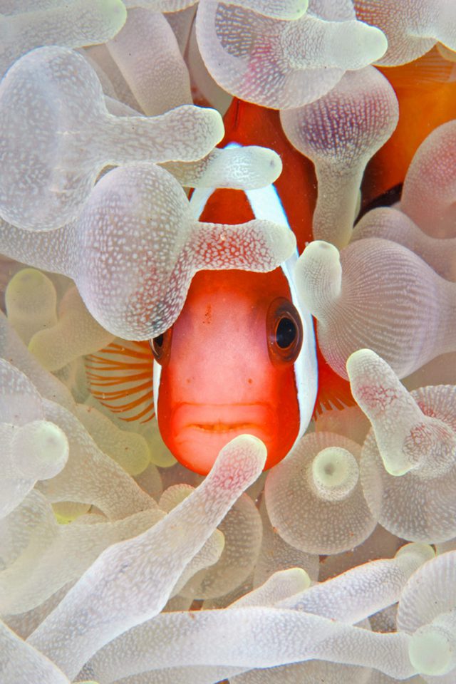 Apple Fish Wallpaper 640x960 Wallpaper teahub.io