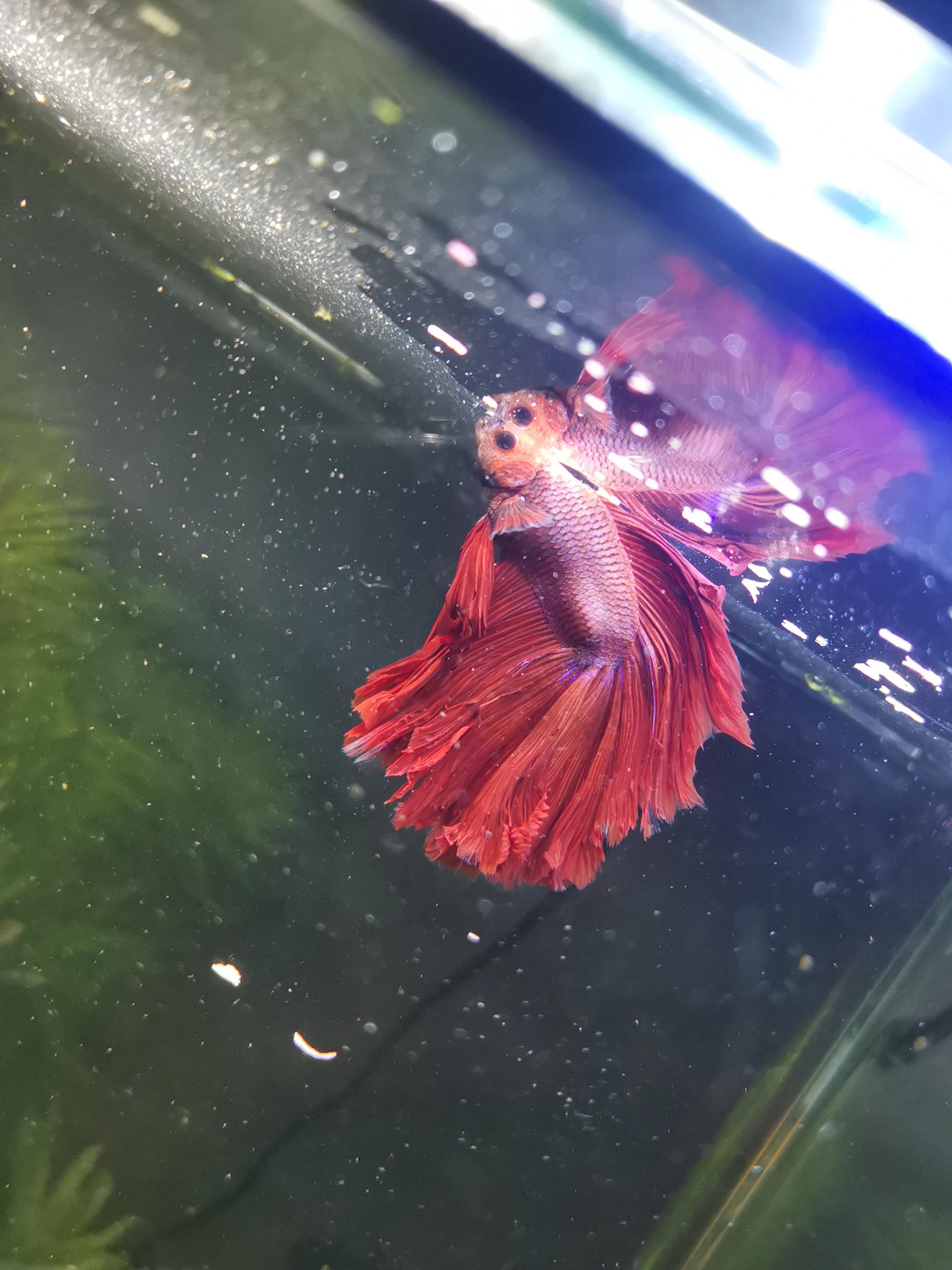 Siamese Fighting Fish Wallpaper - HD Wallpaper 