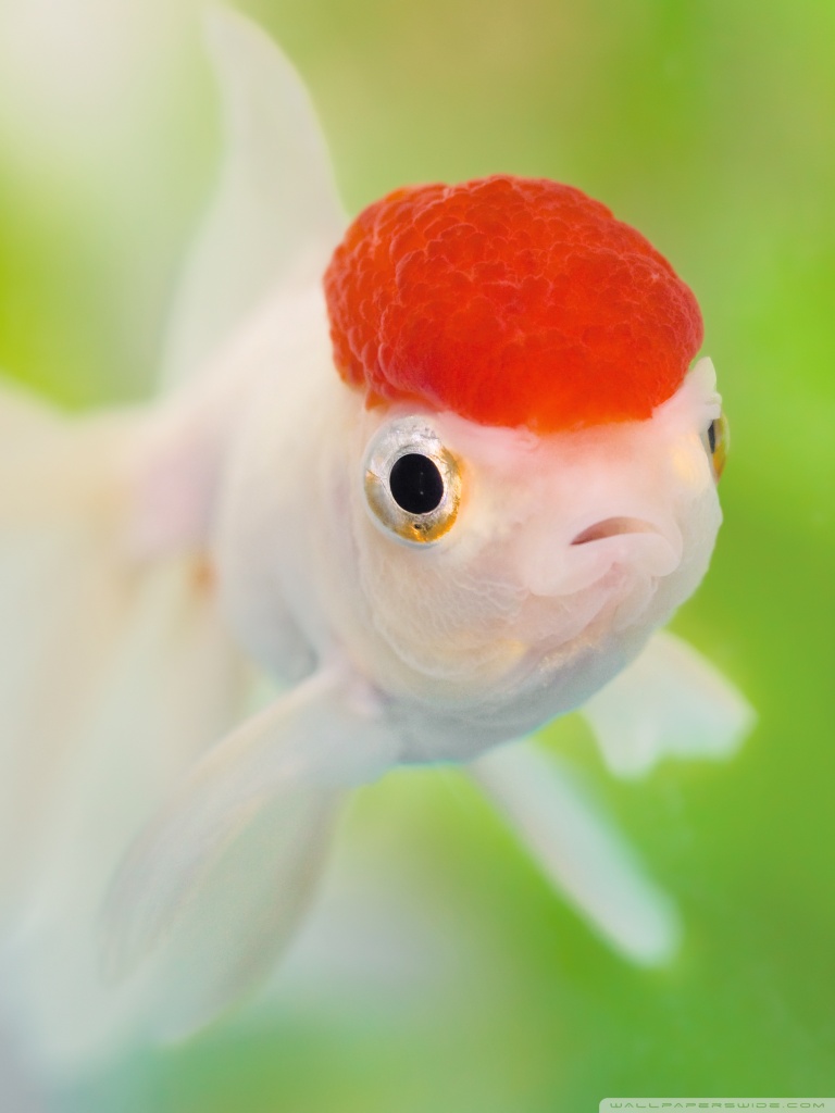 Parrot - HD Wallpaper 