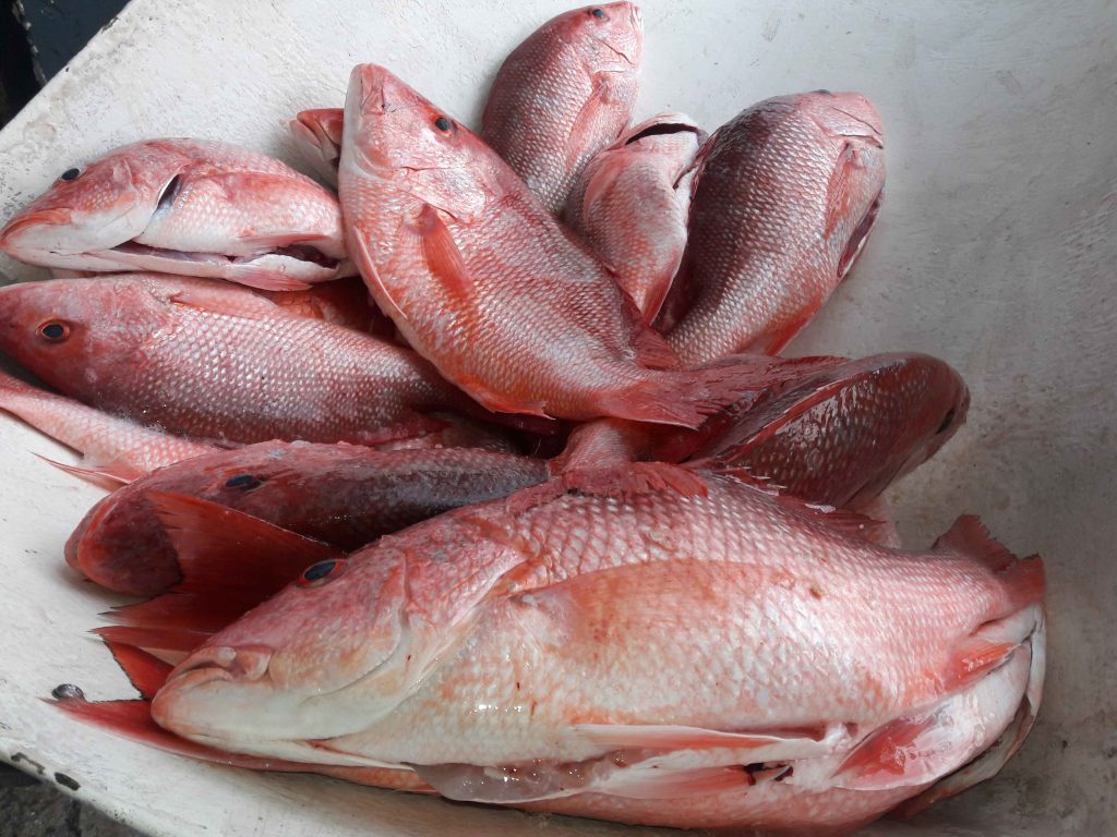 Red Snapper Season Florida Wild Ocean Seafood - Fish Products - HD Wallpaper 