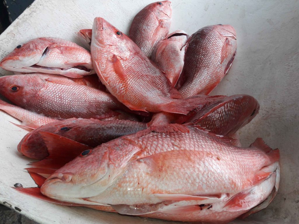Red Snapper Season Florida Wild Ocean Seafood Fish Products 1024x768 Wallpaper Teahub Io