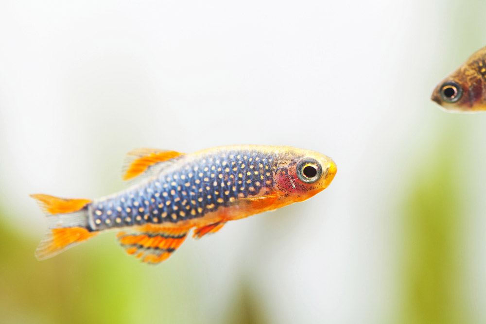 Celestial Pearl Danio - HD Wallpaper 