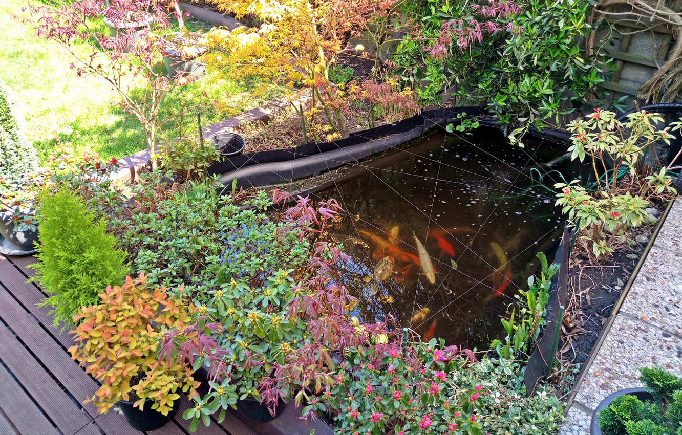 Photo Wallpaper Colors, Colorful, Japan, Colourful, - Fish Pond - HD Wallpaper 